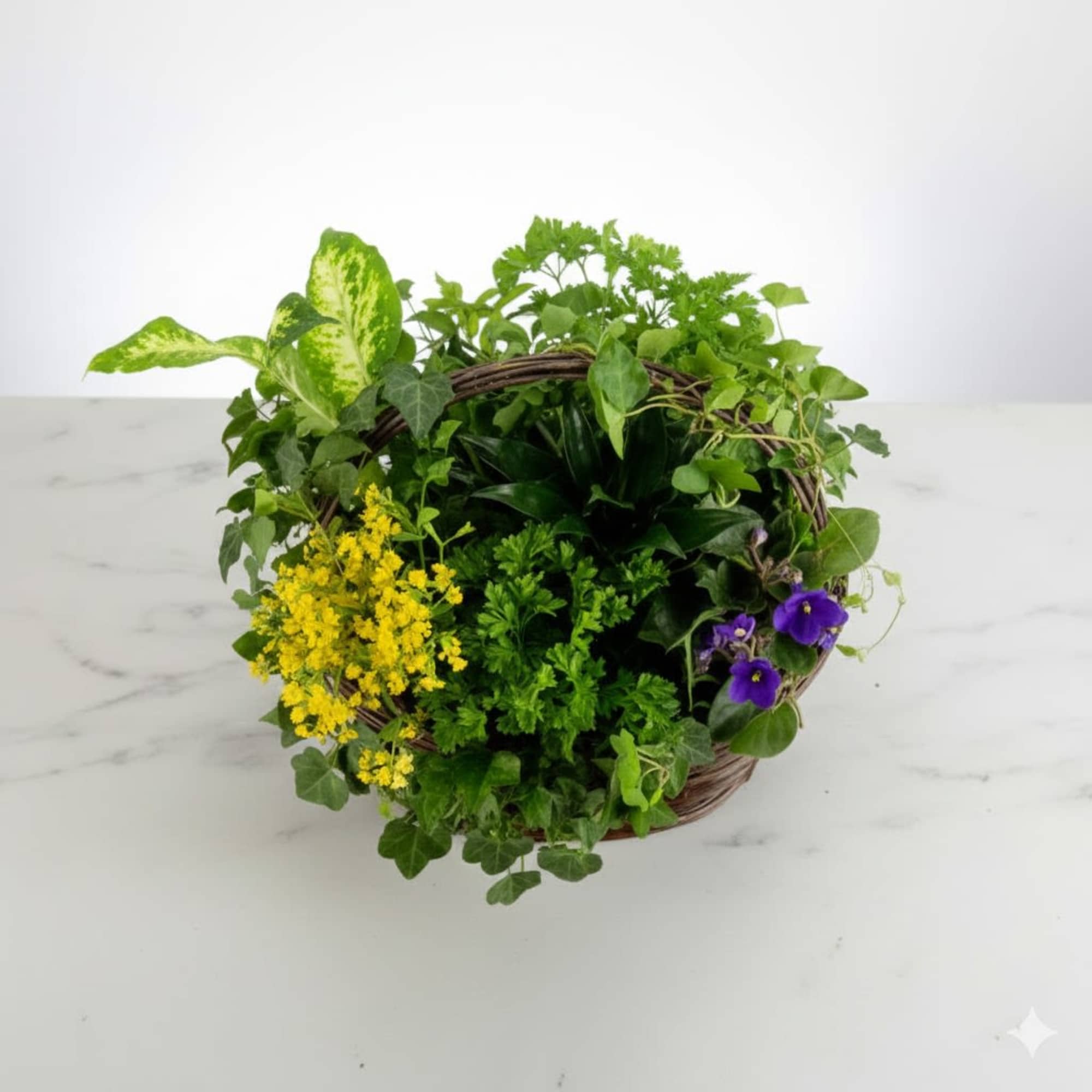  Pet Friendly?
No This arrangement contains Dieffenbachia and English Ivy, both of