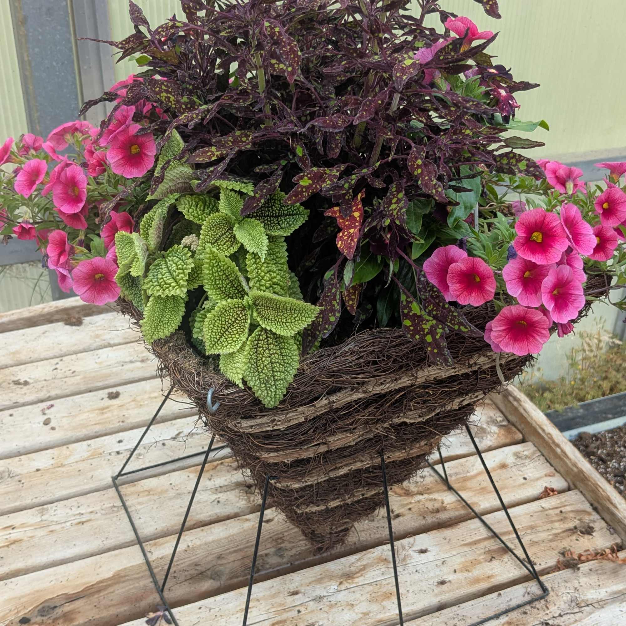 Mixed potted arrangement with pink flowers and purple-speckled foliage in a woven basket.