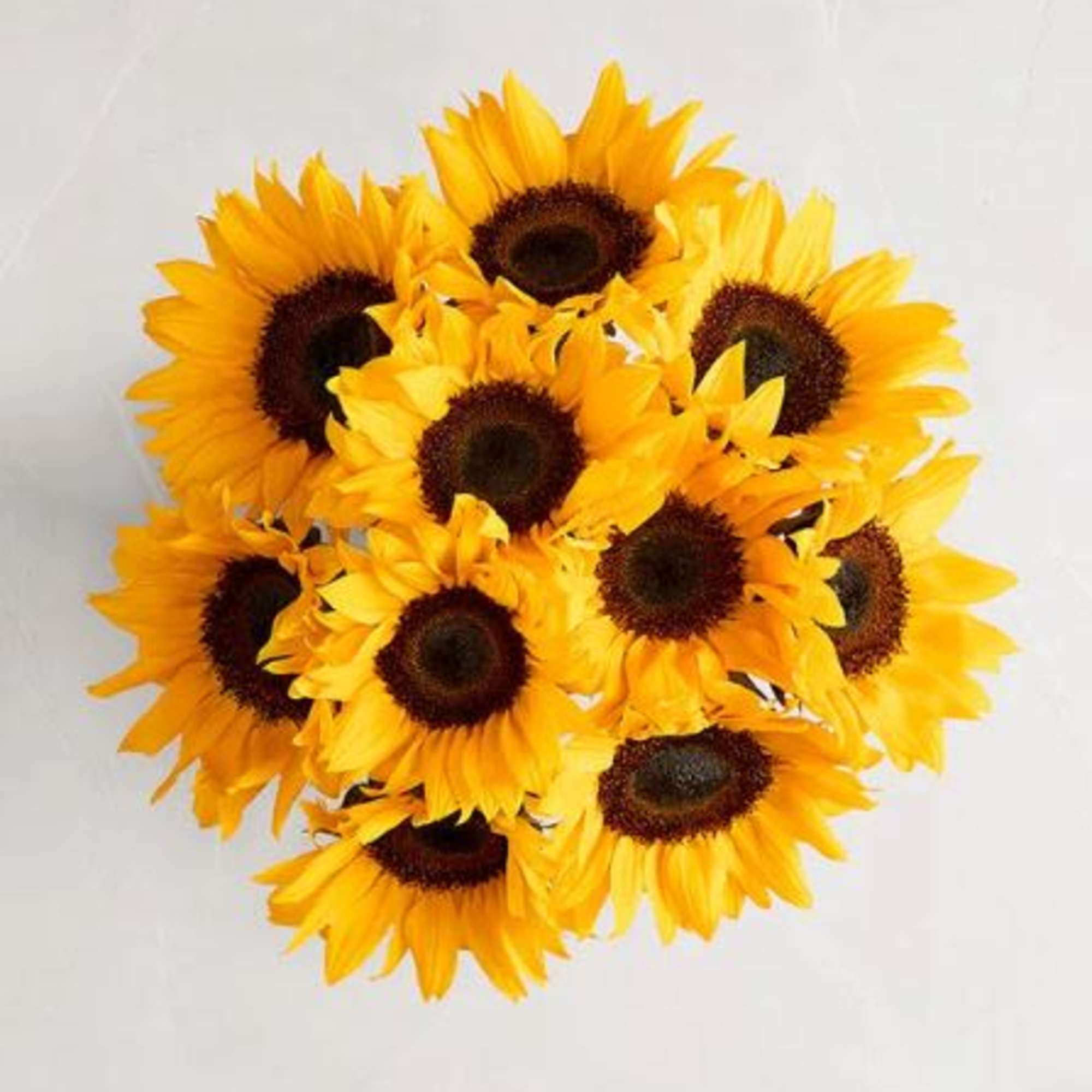  Pet Friendly?
No While Sunflowers themselves are generally non-toxic to household pets