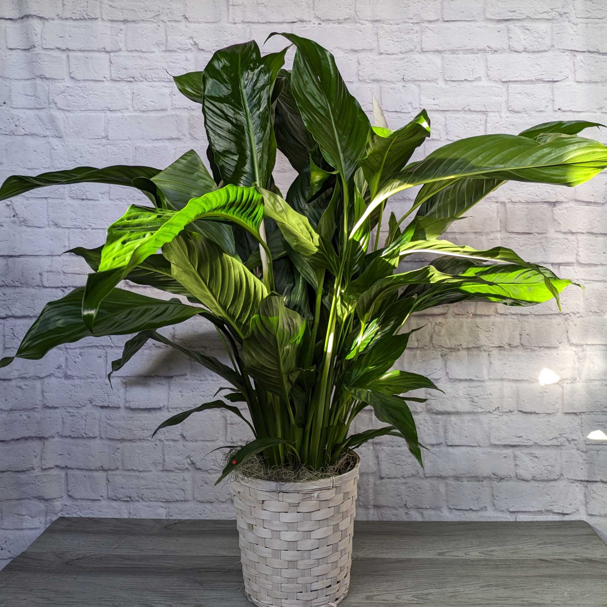 Large green potted plant in a woven basket planter