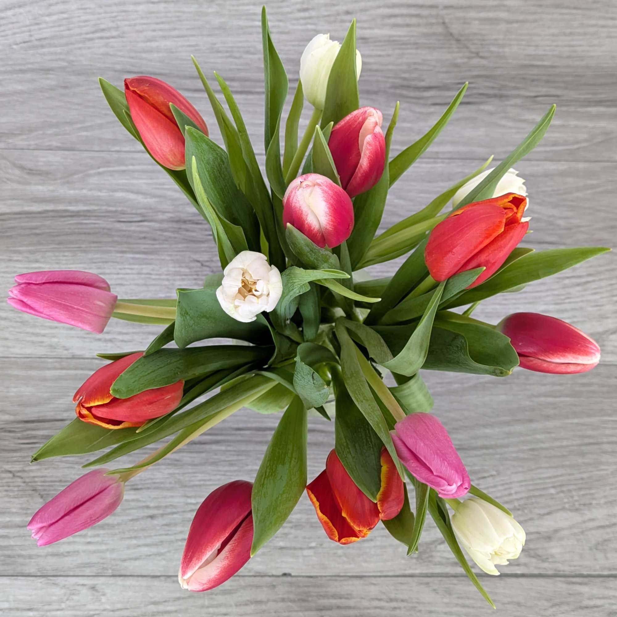 Bouquet of multicolored tulips with green leaves on a gray surface