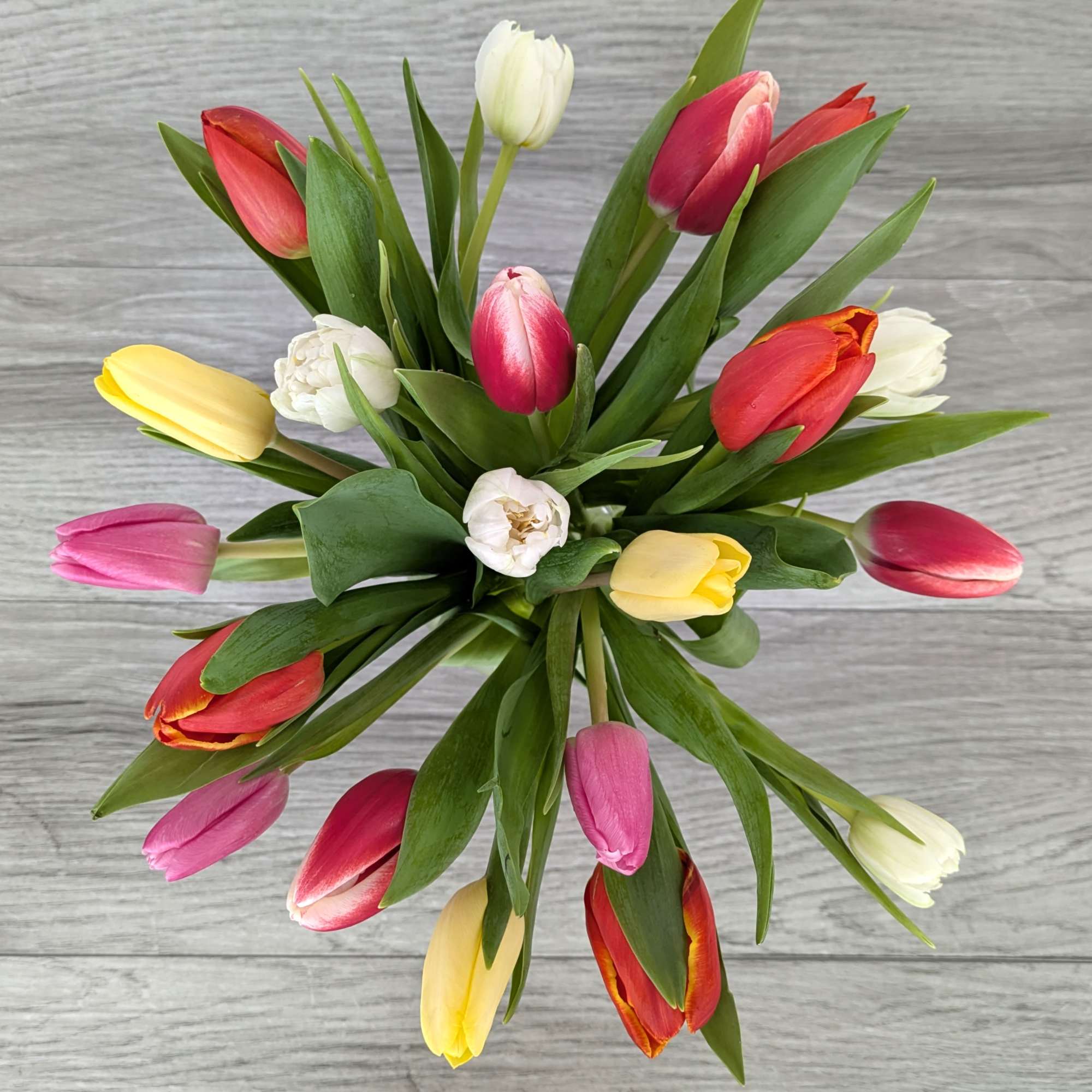 Colorful tulip bouquet with white blooms and green leaves