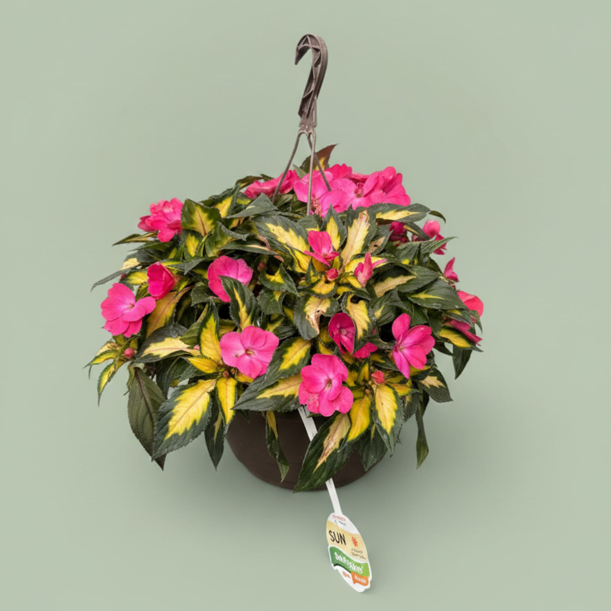 We will pick out the perfect hanging basket for you. We carry