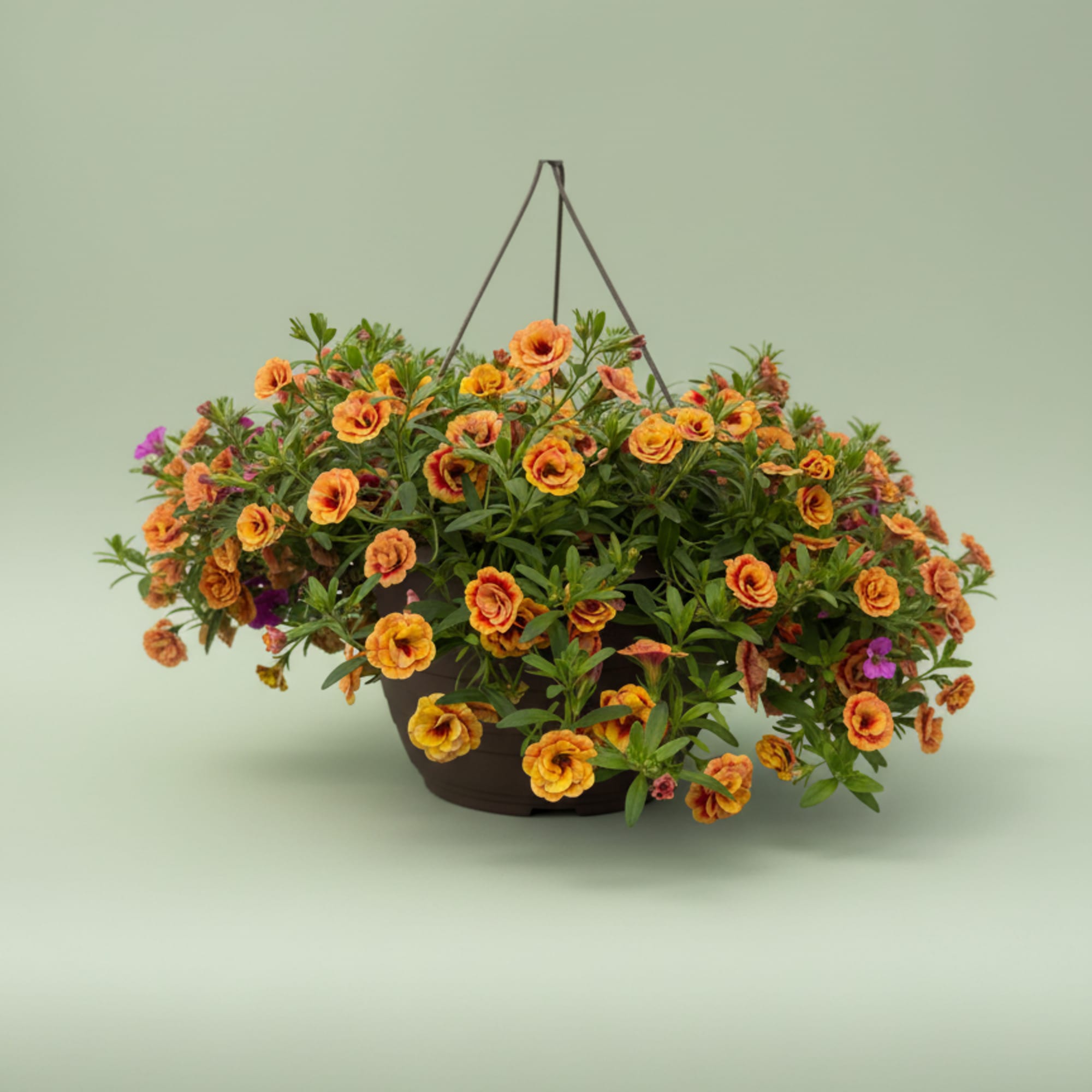 We will pick out the perfect hanging basket for you. We carry