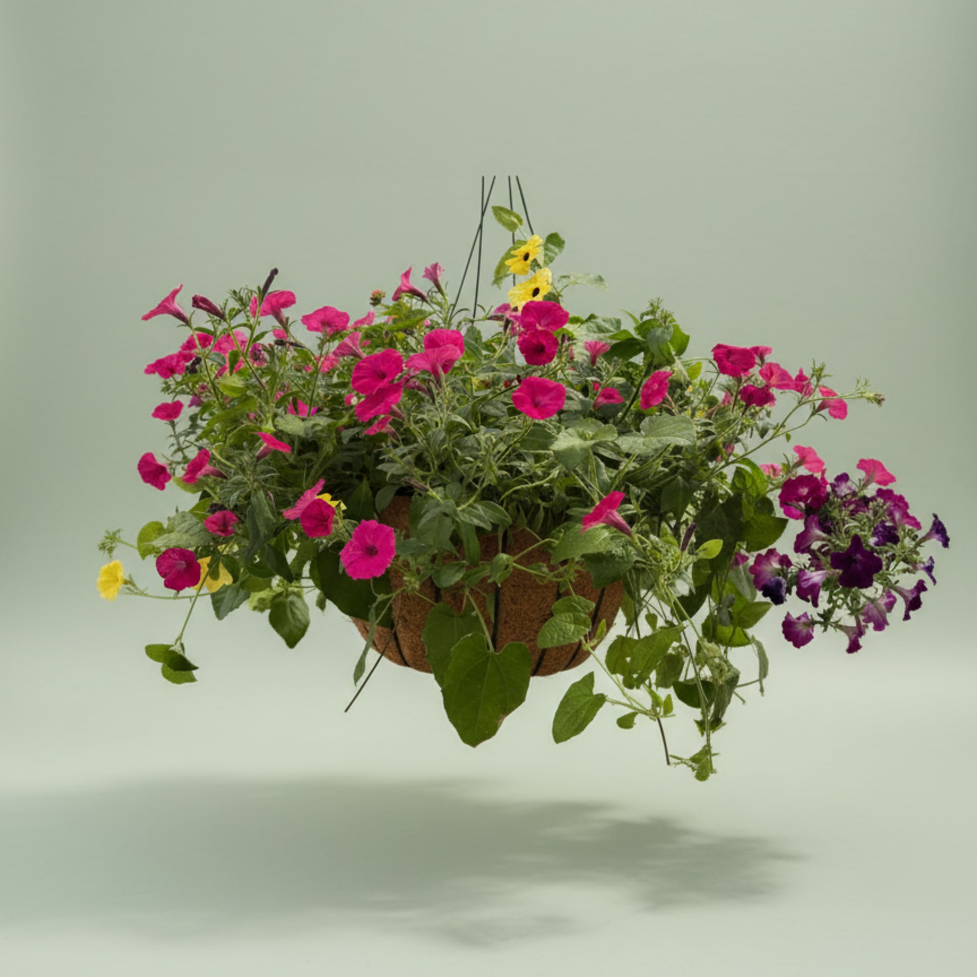Varying colors and flowers in a hanging basket, perfect for a Mother&rsquo;s