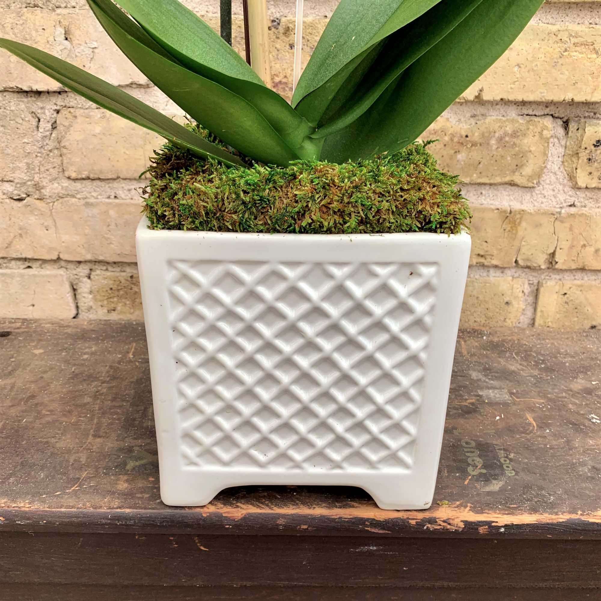 Potted orchid plant in a white textured ceramic planter