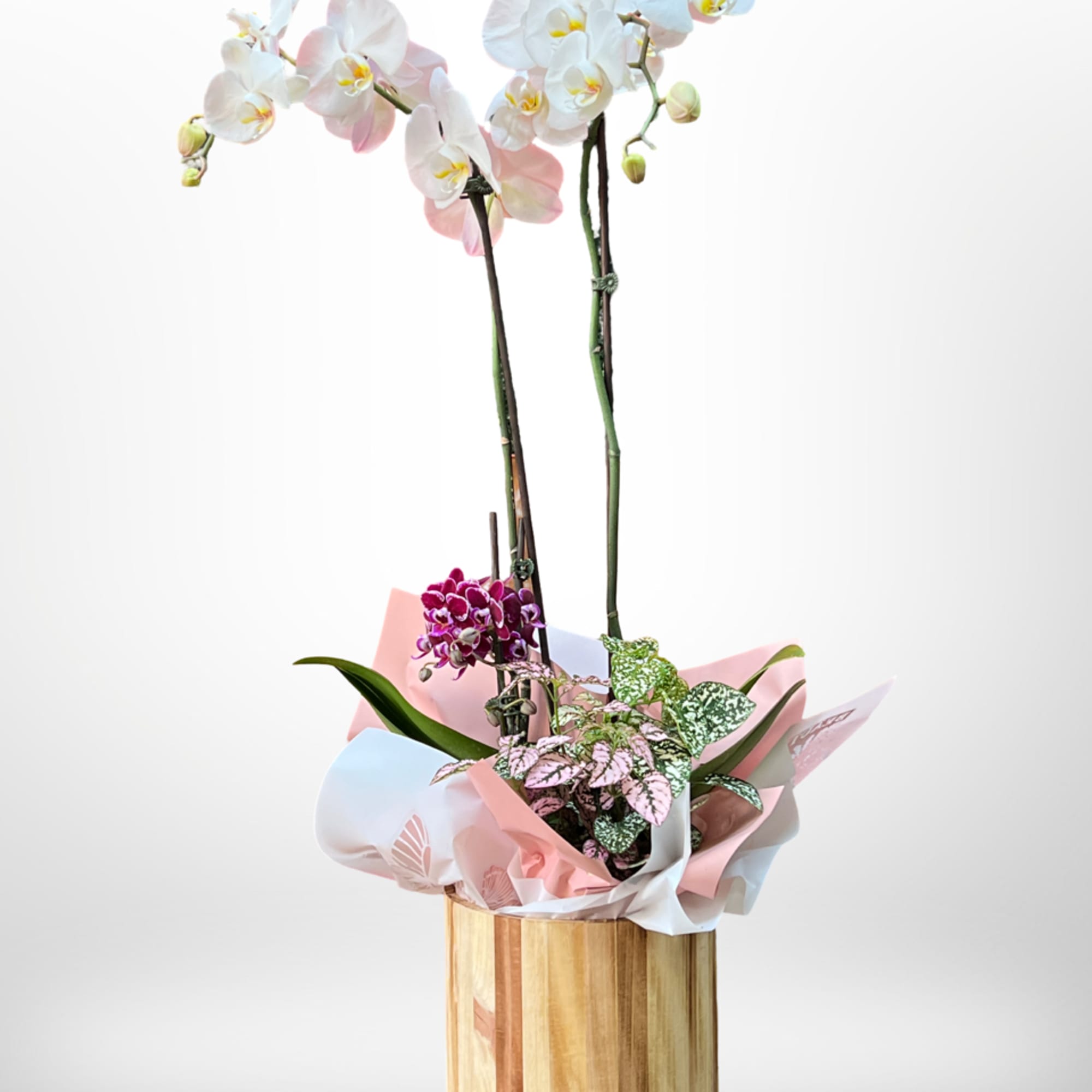 Orchid plant has four stems of orchids and one green plant, styles