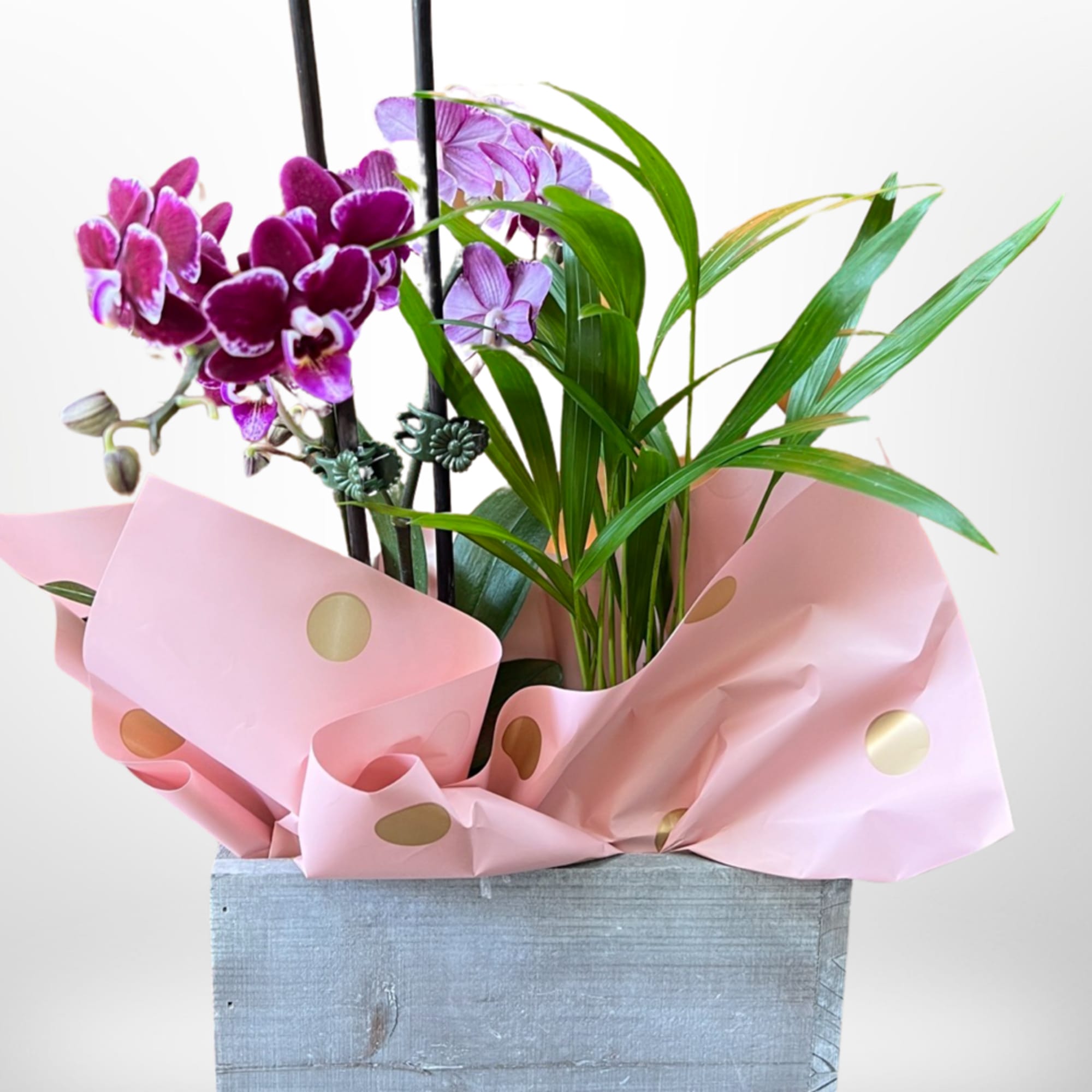 This amazing arrangement has a single orchid plant with double heads and