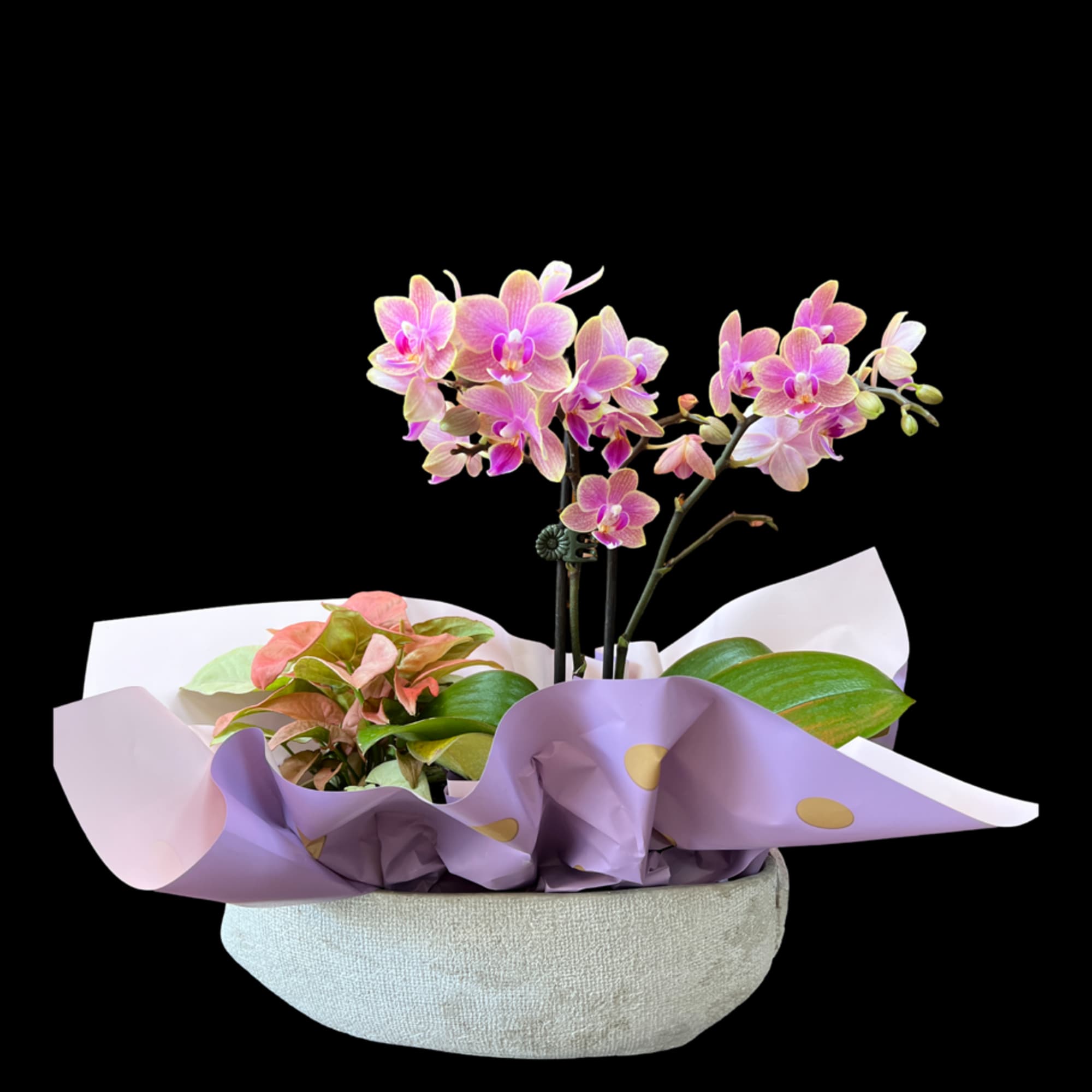 This amazing arrangement has a single orchid plant with double heads and