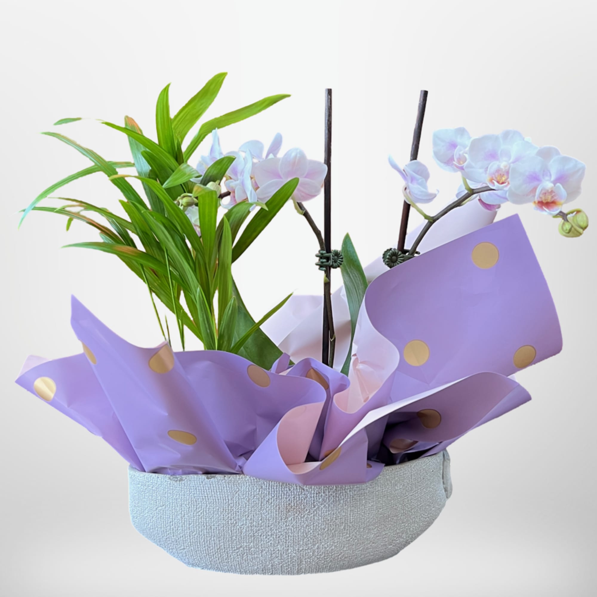 This amazing arrangement has a single orchid plant with double heads and