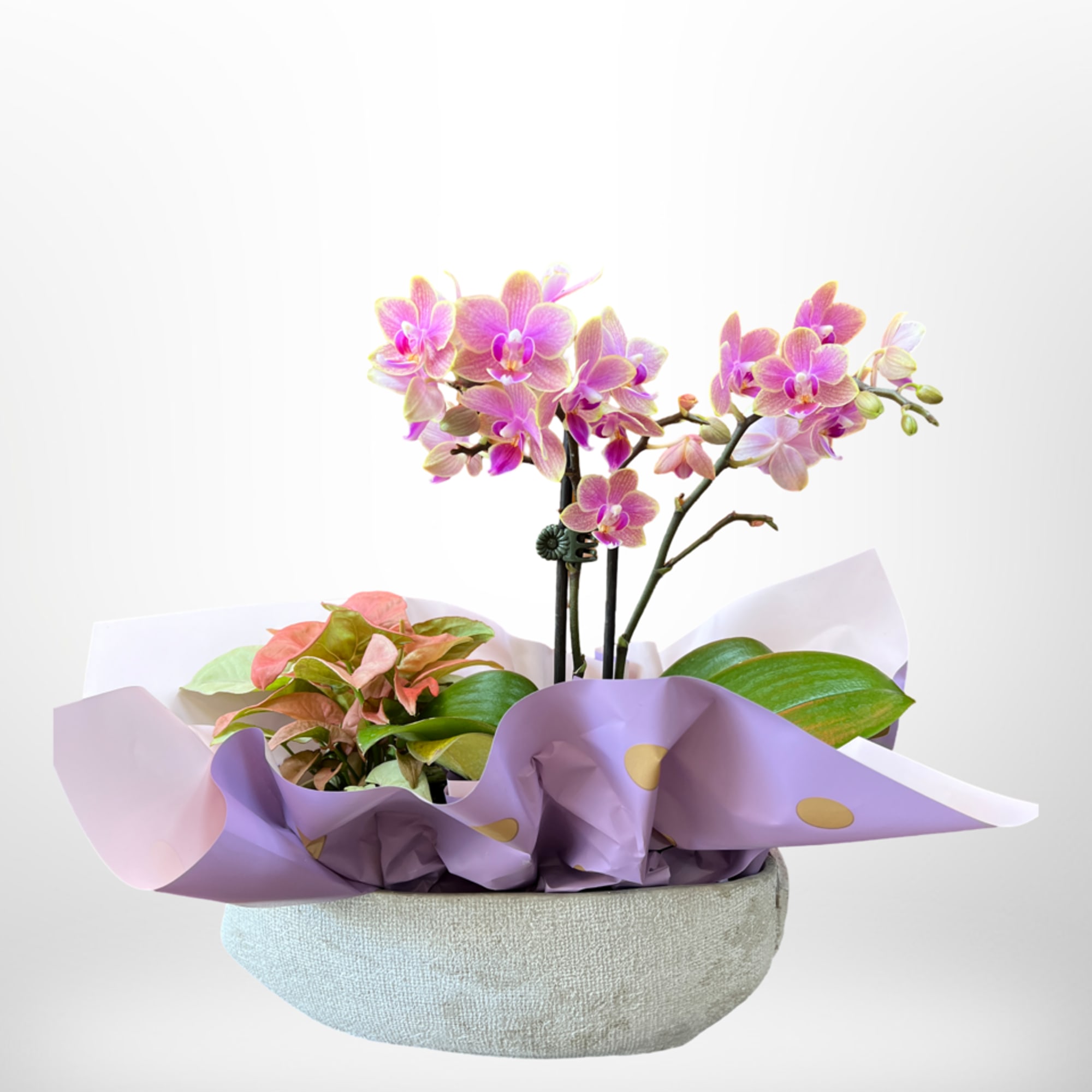 This amazing arrangement has a single orchid plant with double heads and