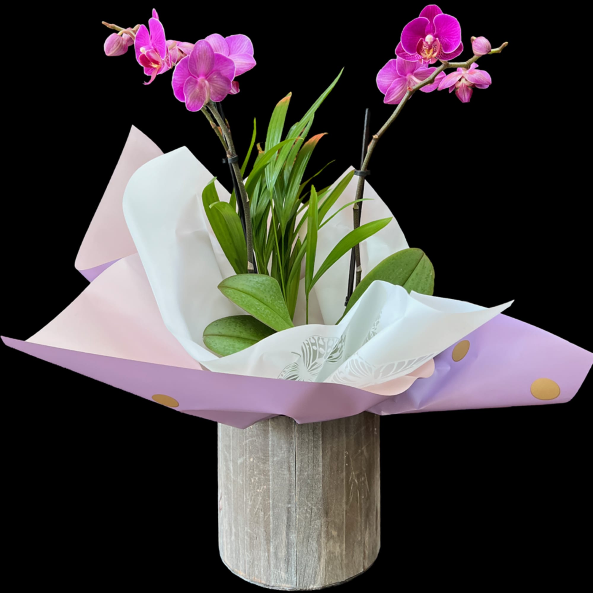 This is a plant orchid plants with mixed flowers. Colors of the