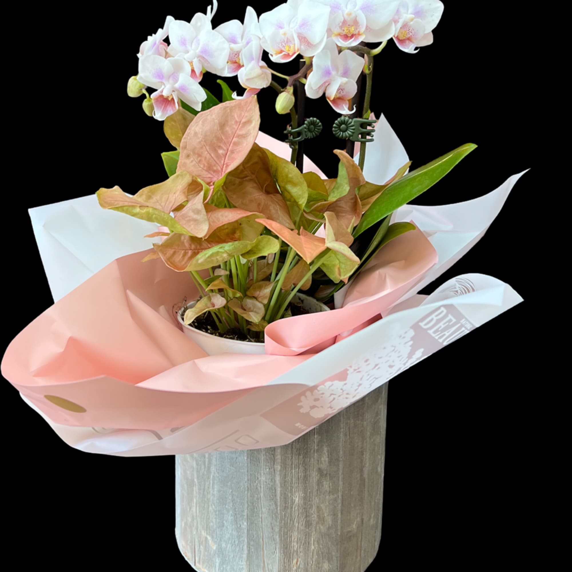 This is a plant orchid plants with mixed flowers. Colors of the