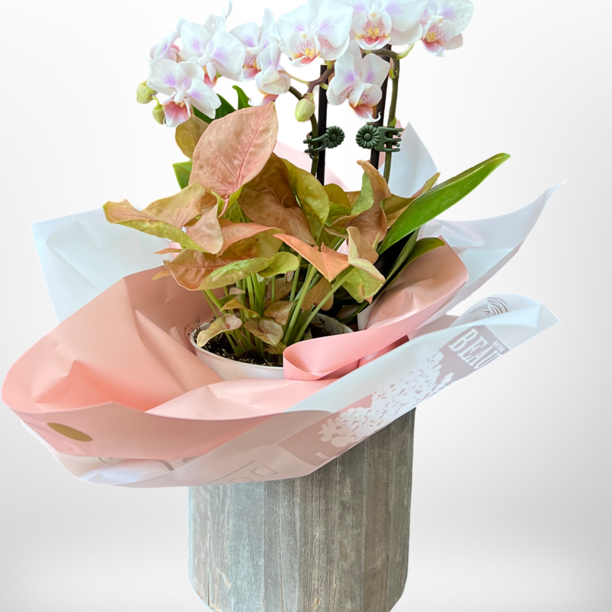 This is a plant orchid plants with mixed flowers. Colors of the