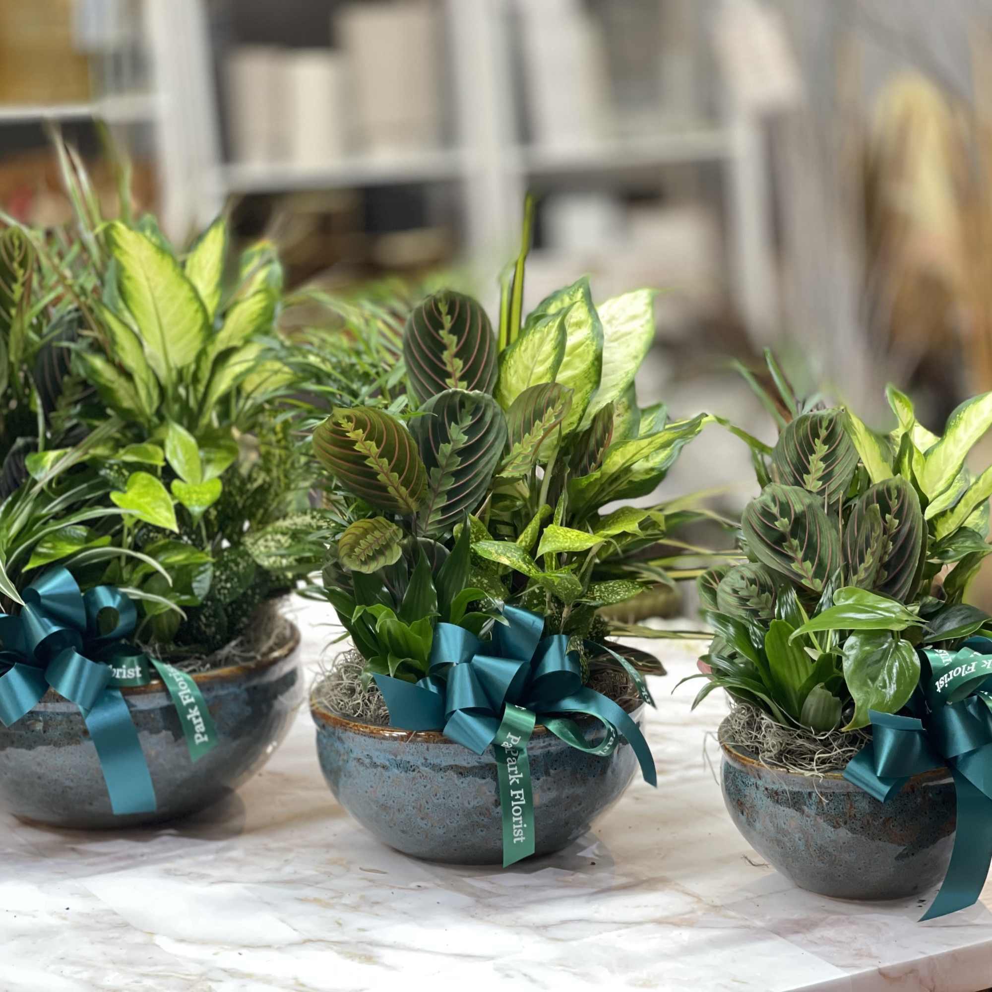Three mixed green houseplant arrangements in round ceramic bowls with teal ribbons.