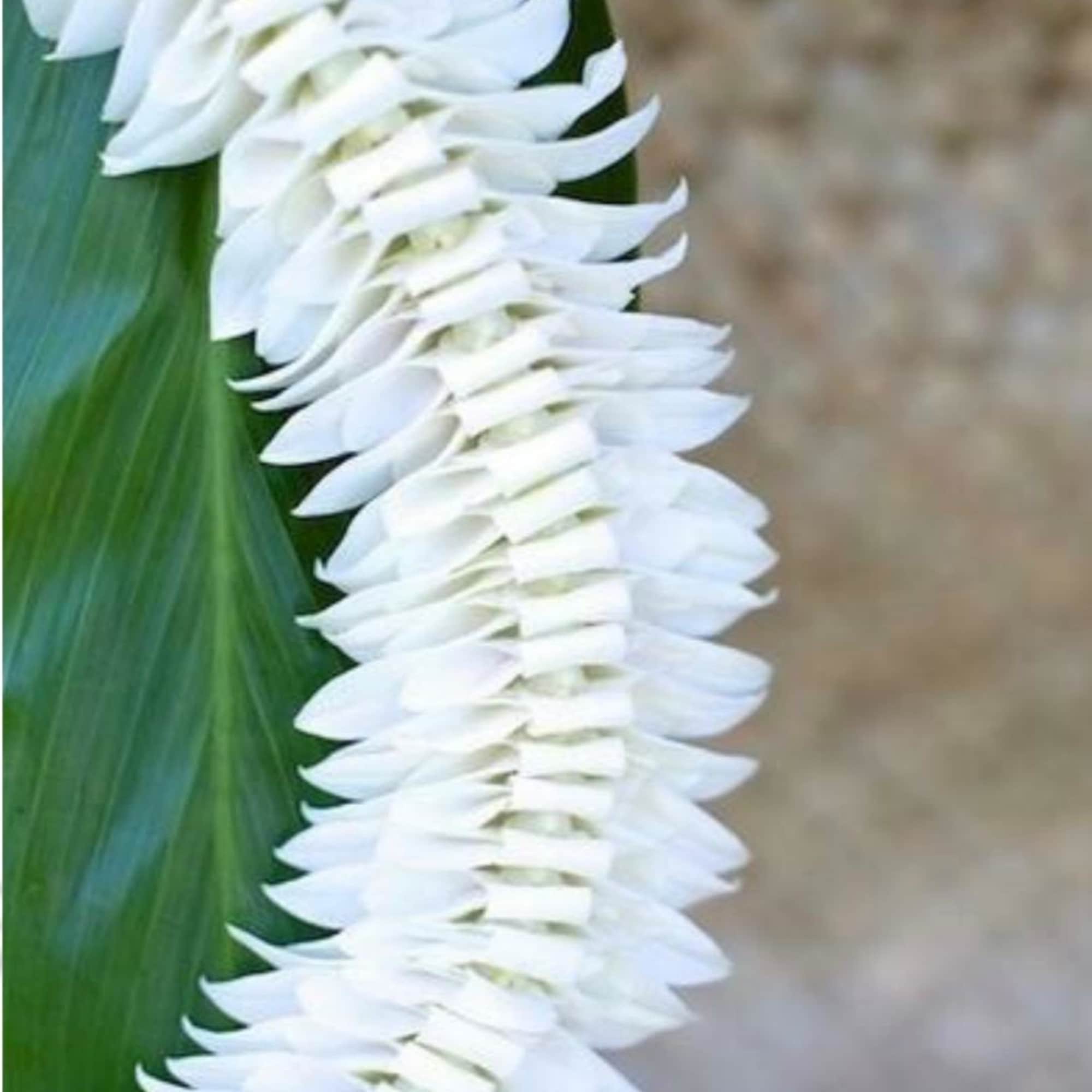 Celebrate your graduate with something truly unique. Our White Orchid Butterfly Lei