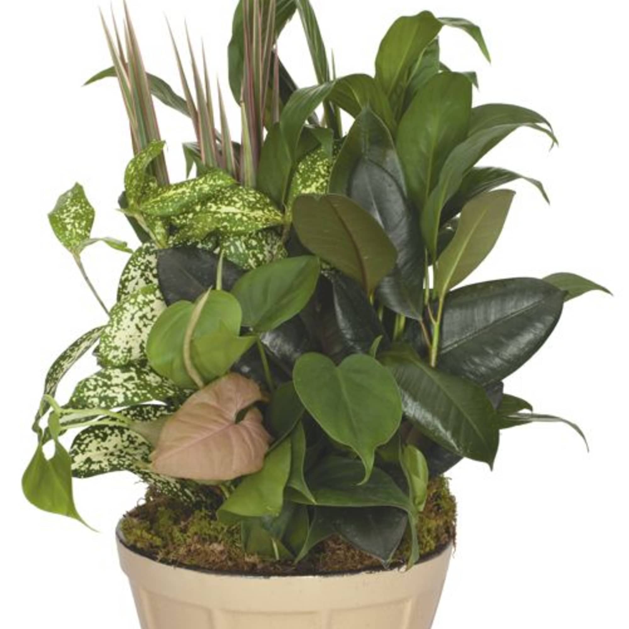 Potted tropical foliage arrangement in a beige ceramic container