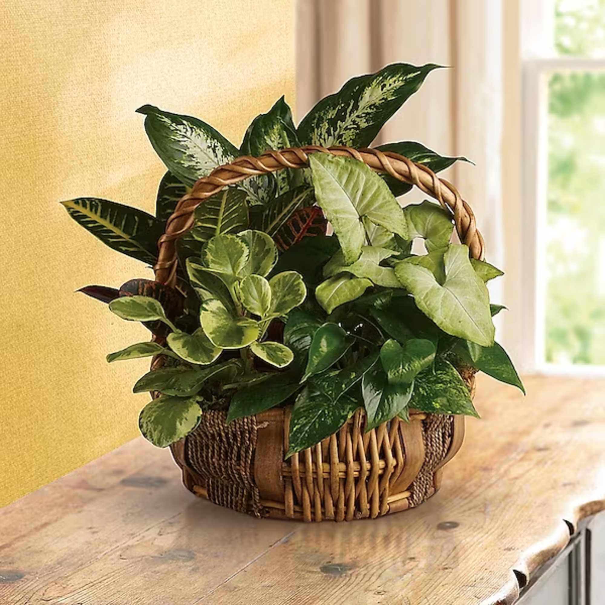 Basket of assorted green houseplants on a wooden table