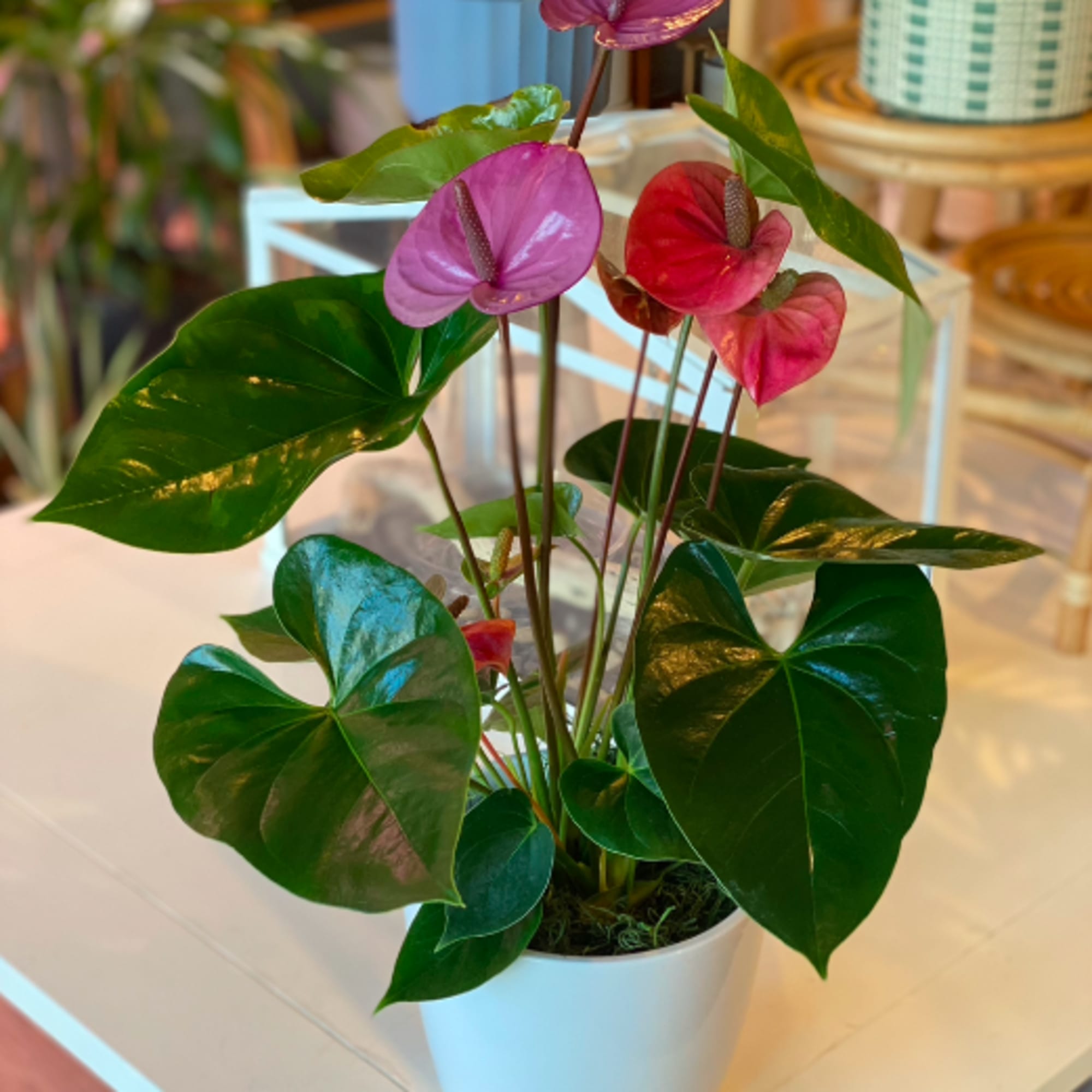 Potted anthurium plant with pink and red blooms in a white pot