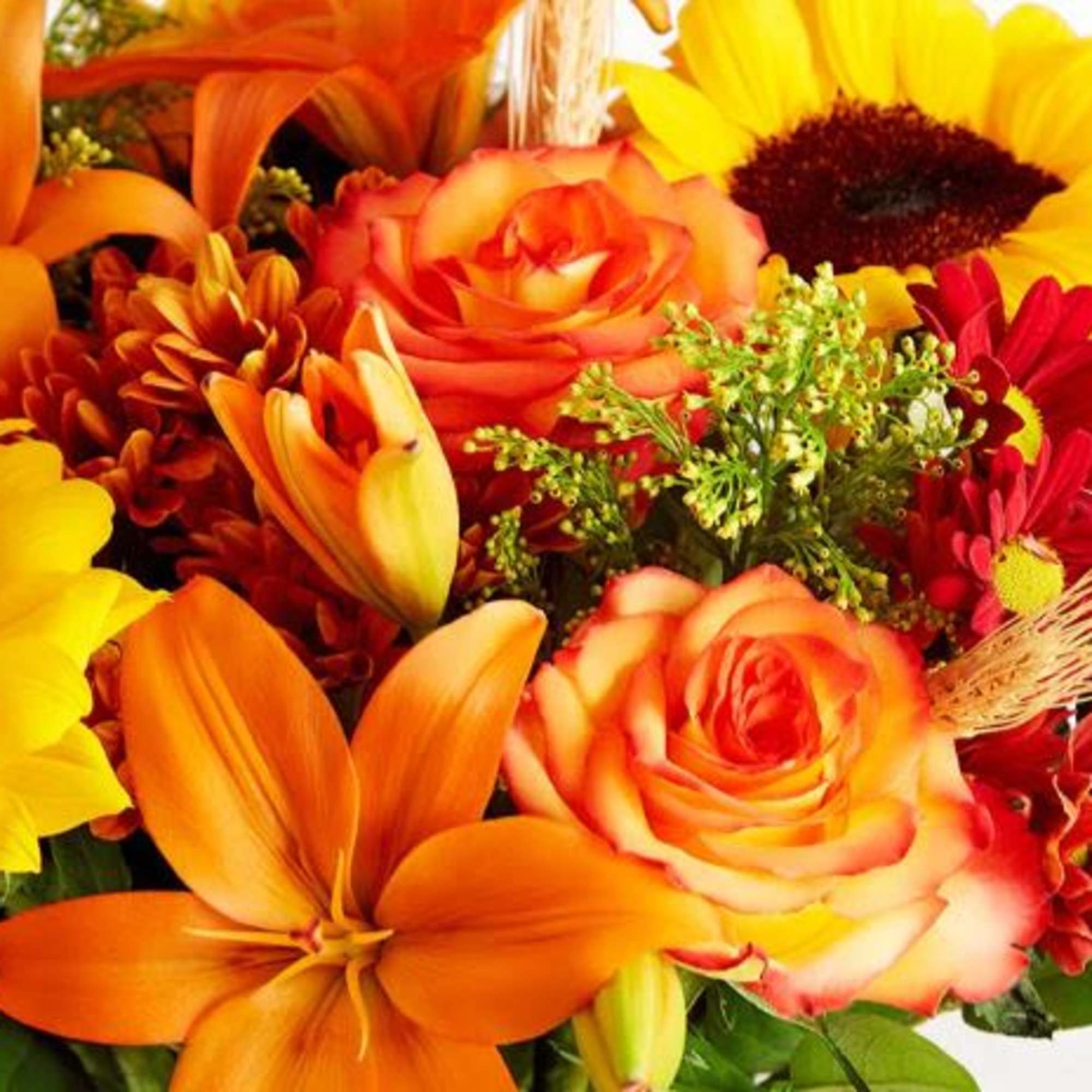  Pet Friendly?
No . This arrangement contains Asiatic lilies &mdash; which are