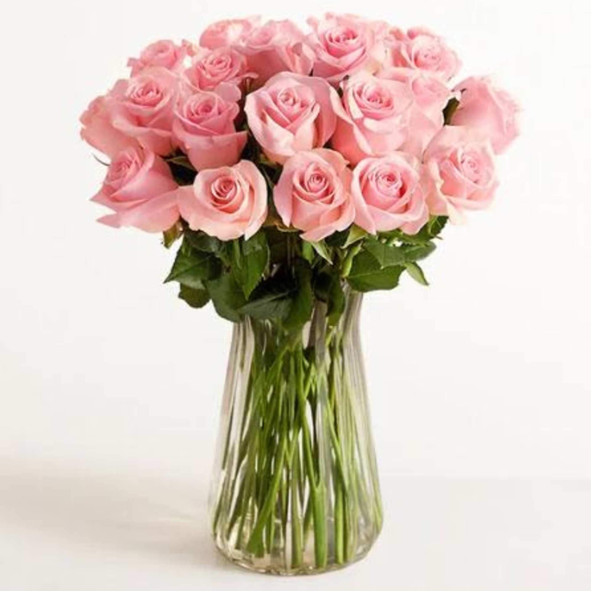  Pet Friendly?
Yes . Roses are considered non-toxic to cats and dogs