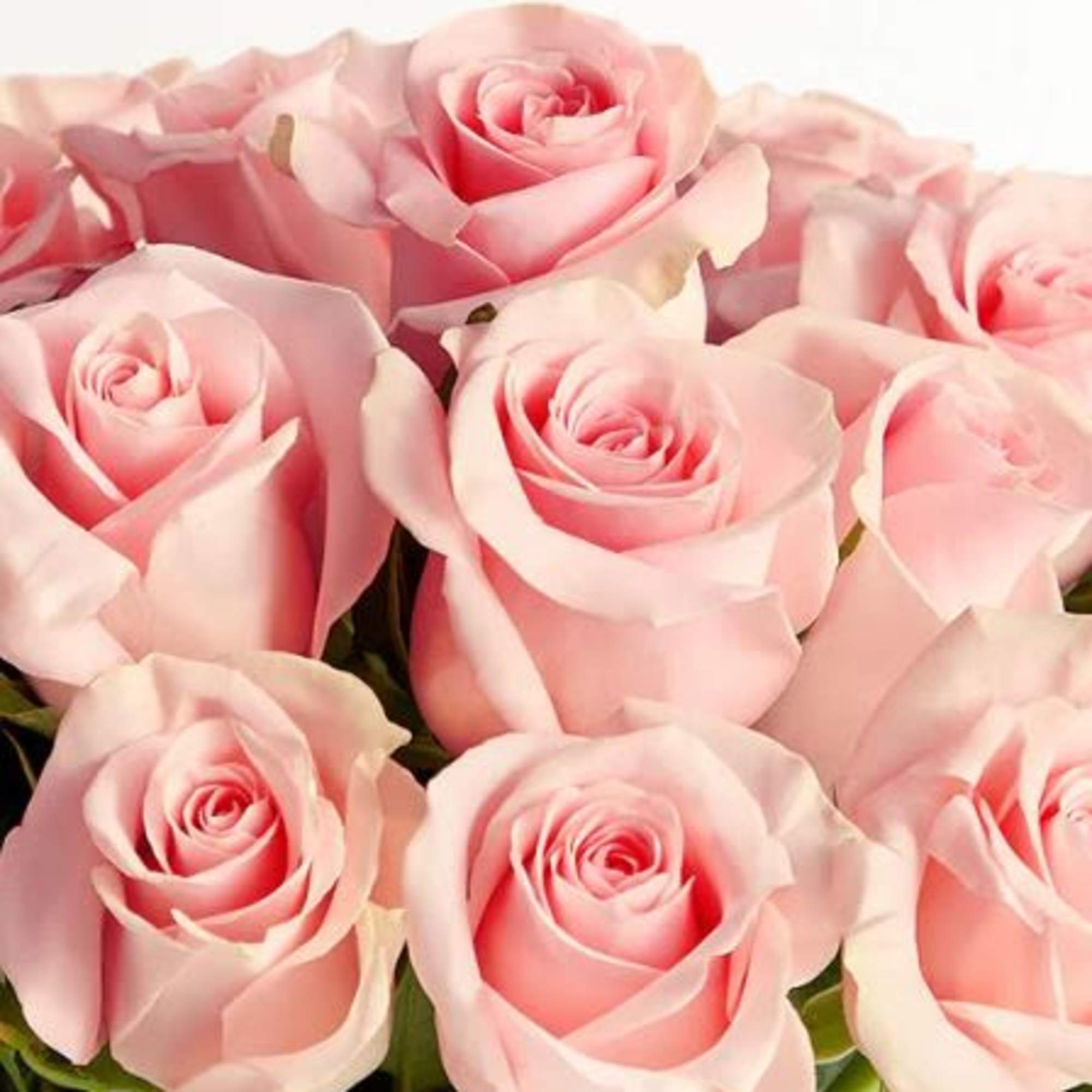  Pet Friendly?
Yes . Roses are considered non-toxic to cats and dogs