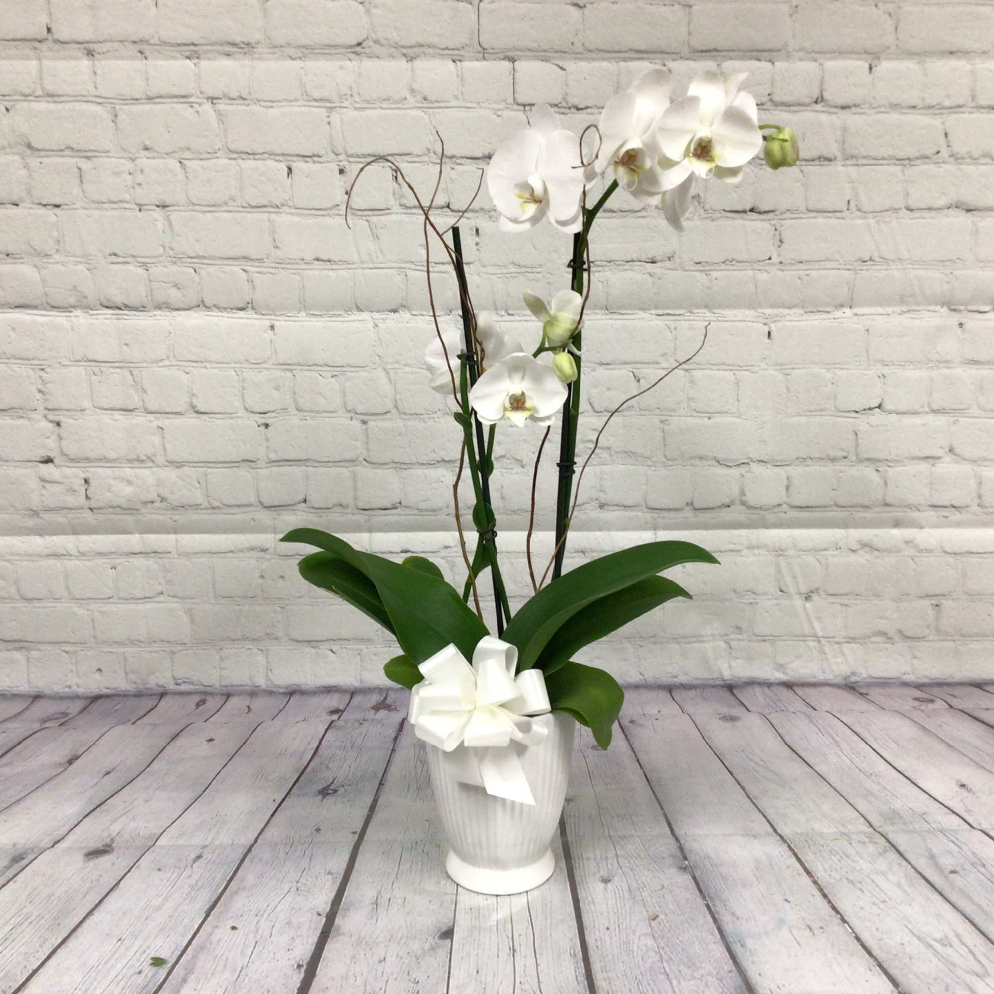 Bring timeless elegance into any space with our Potted Phalaenopsis Orchid &mdash;
