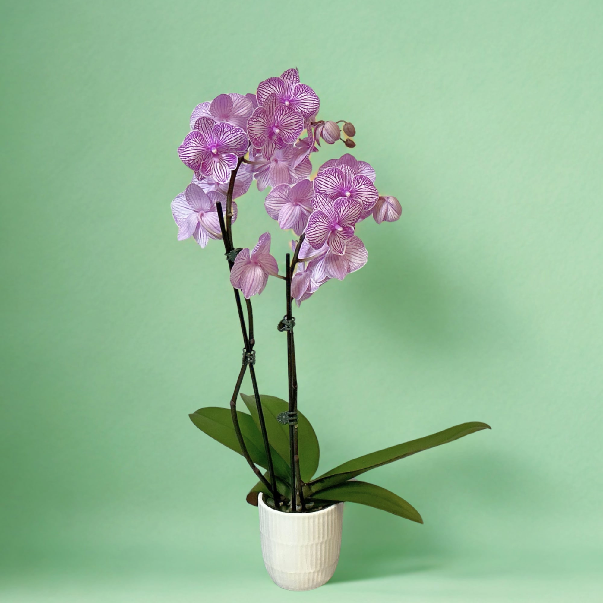 Bring timeless elegance into any space with our Potted Phalaenopsis Orchid &mdash;