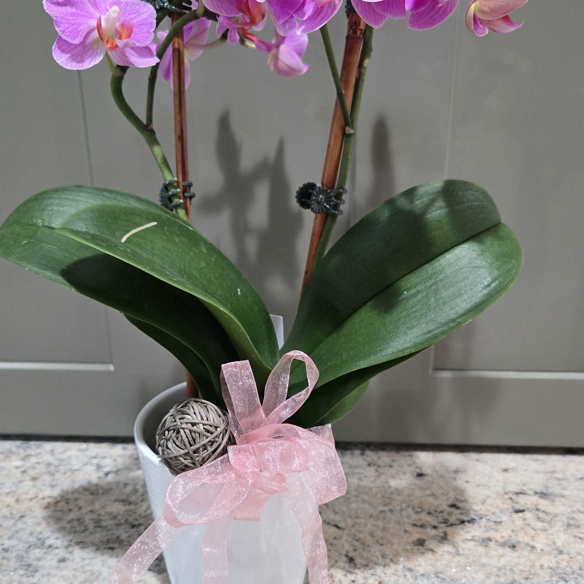 Bright clusters of bright pink Phalaenopsis orchids arch gracefully above glossy green
