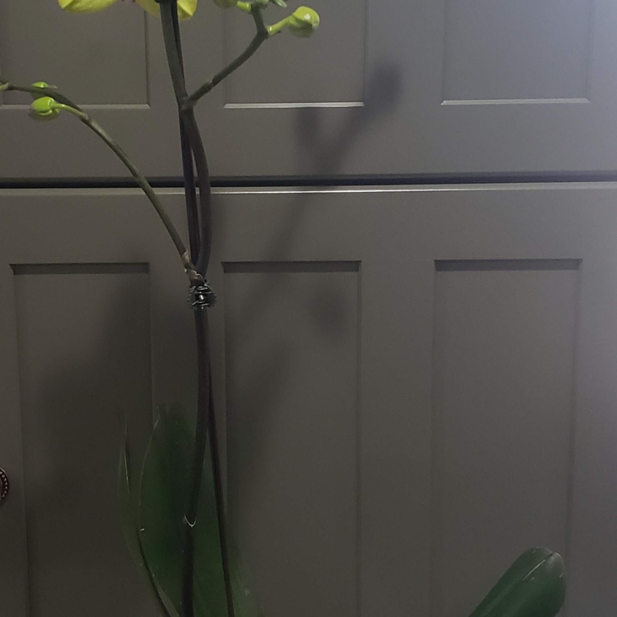 Yellow phalaenopsis orchid plant with pink centers in a clay pot