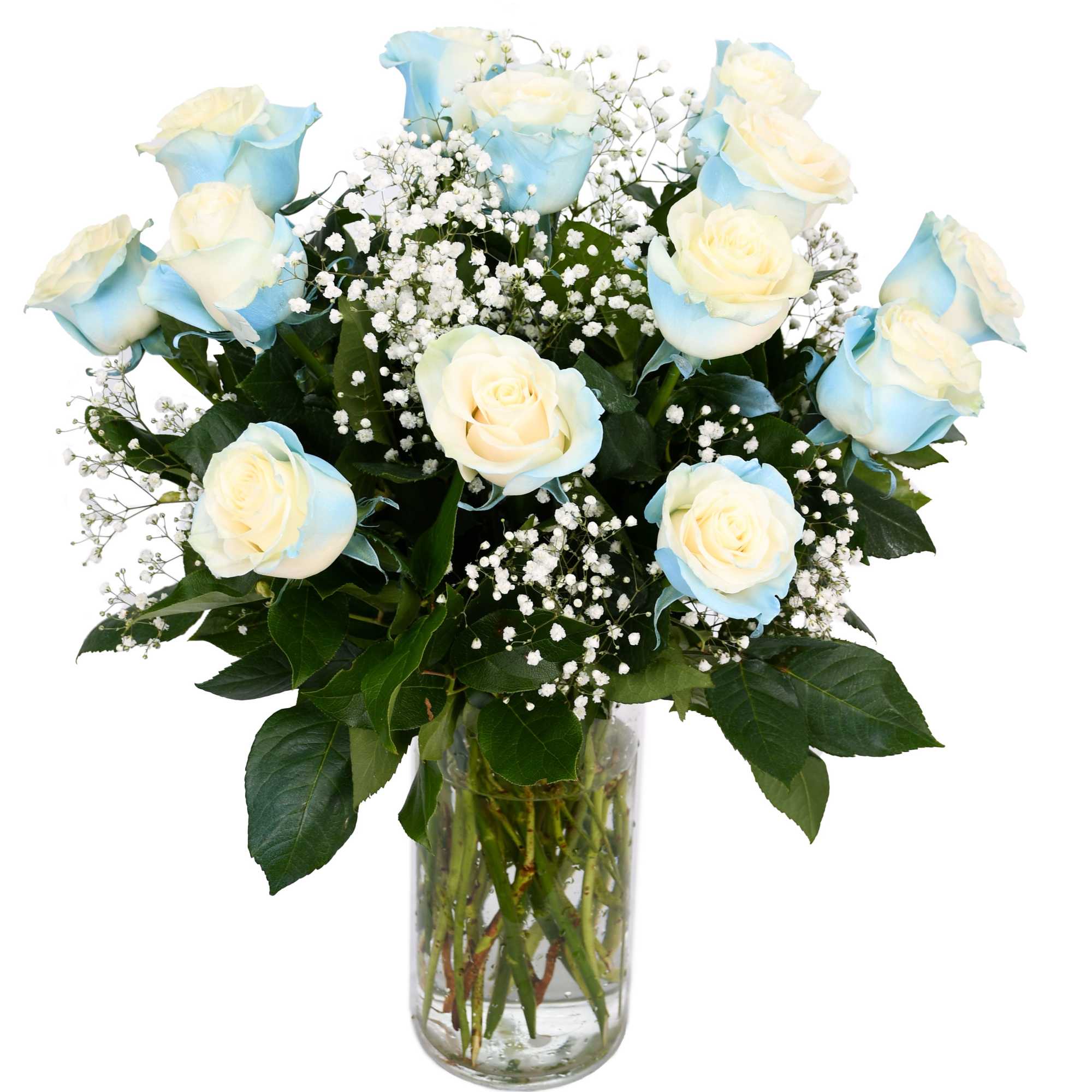 Blue-tinted white roses in a glass vase with baby's breath