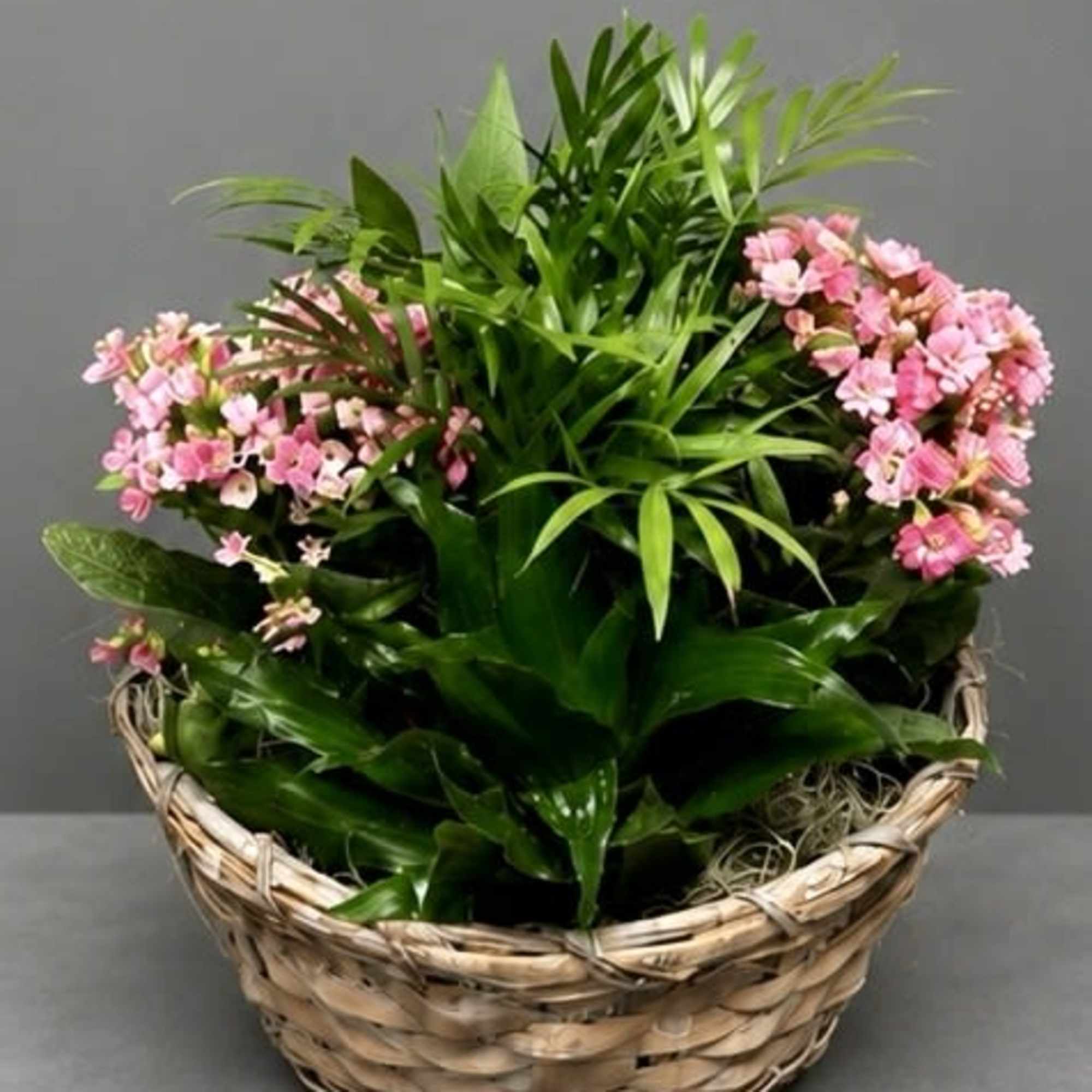 Woven basket dish garden with lush green foliage and clusters of blooms