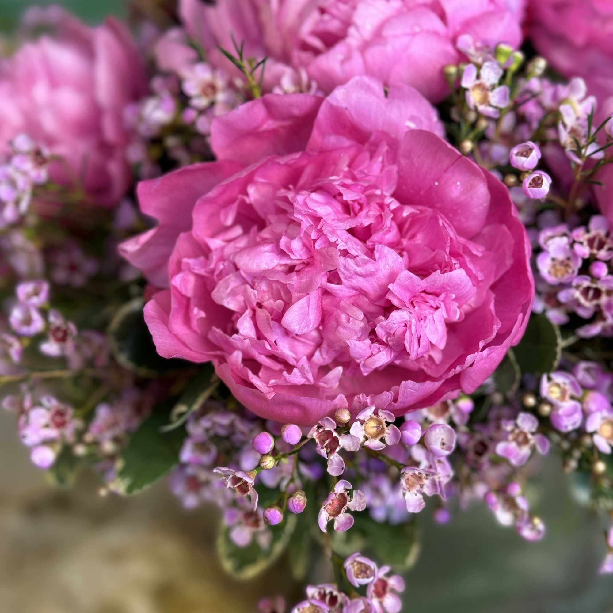Close-up of a pink peony surrounded by small lavender blossoms