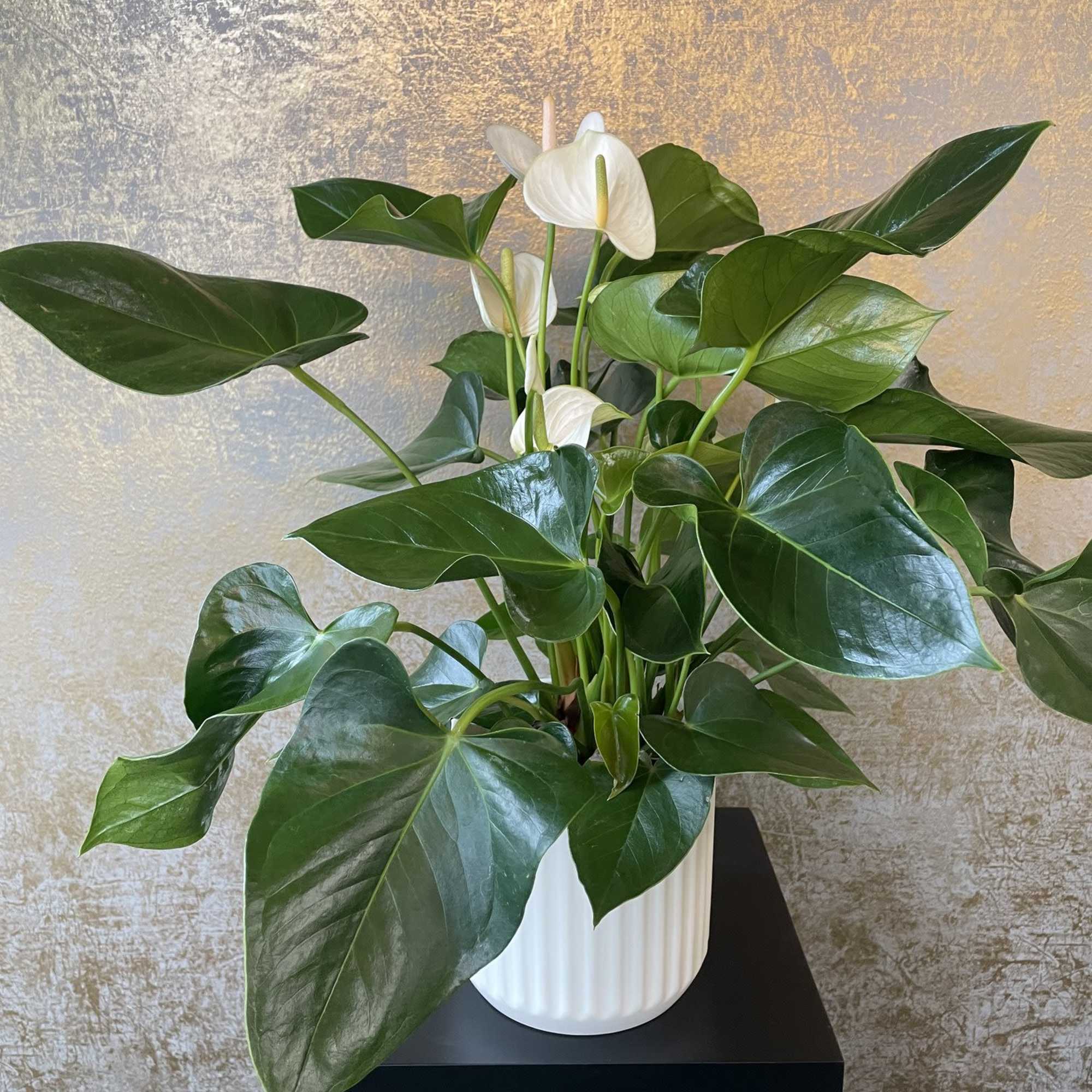 Potted plant with broad glossy green leaves and a few white blooms in a white ribbed pot