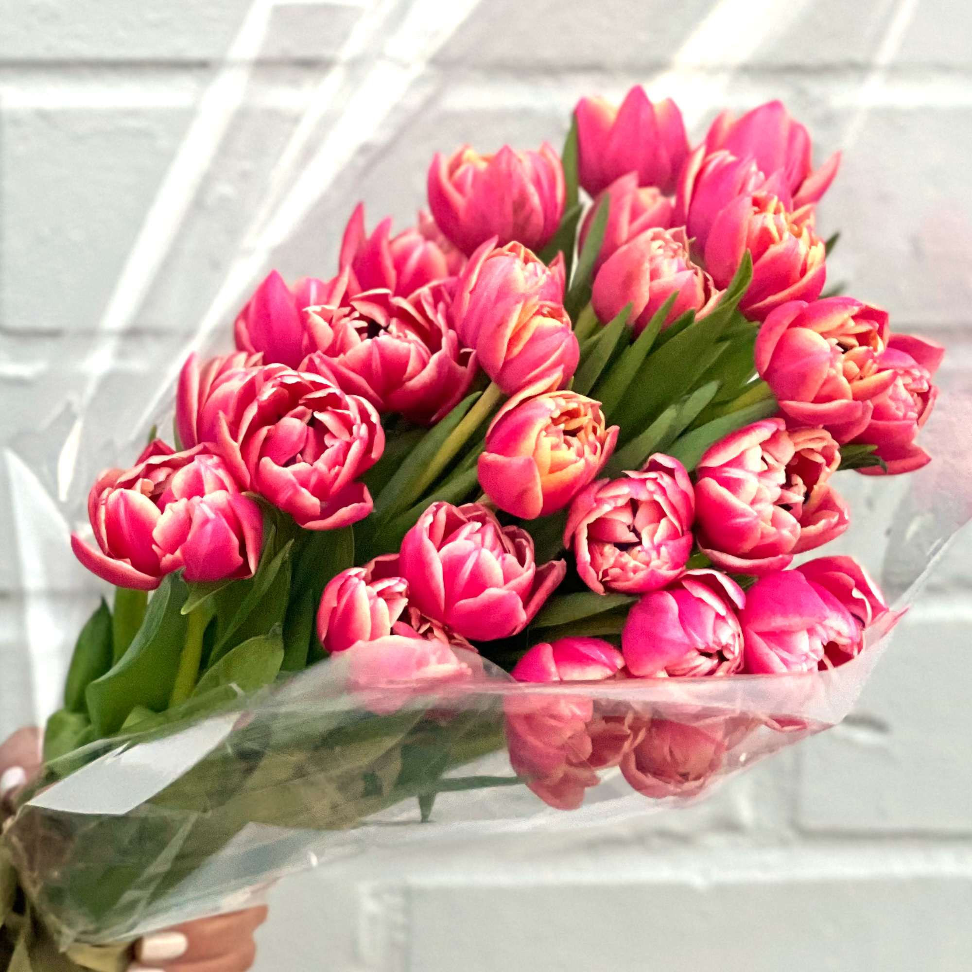 Bouquet of bright pink tulips wrapped in clear plastic