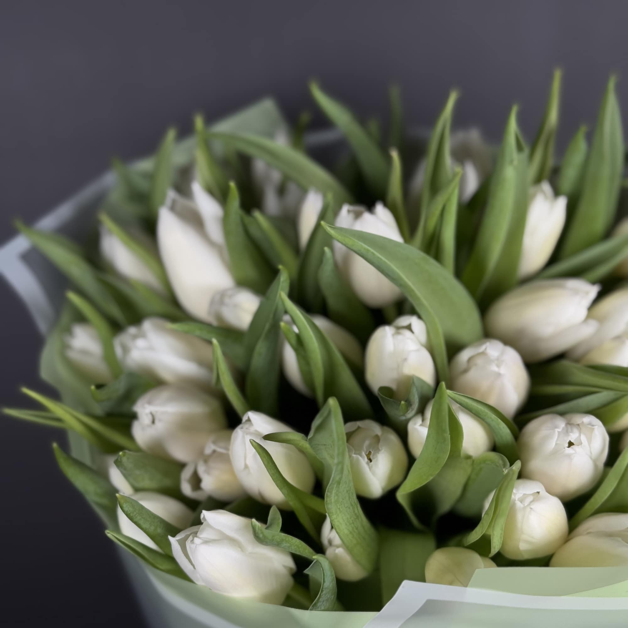 Bouquet of white tulips wrapped in pale paper