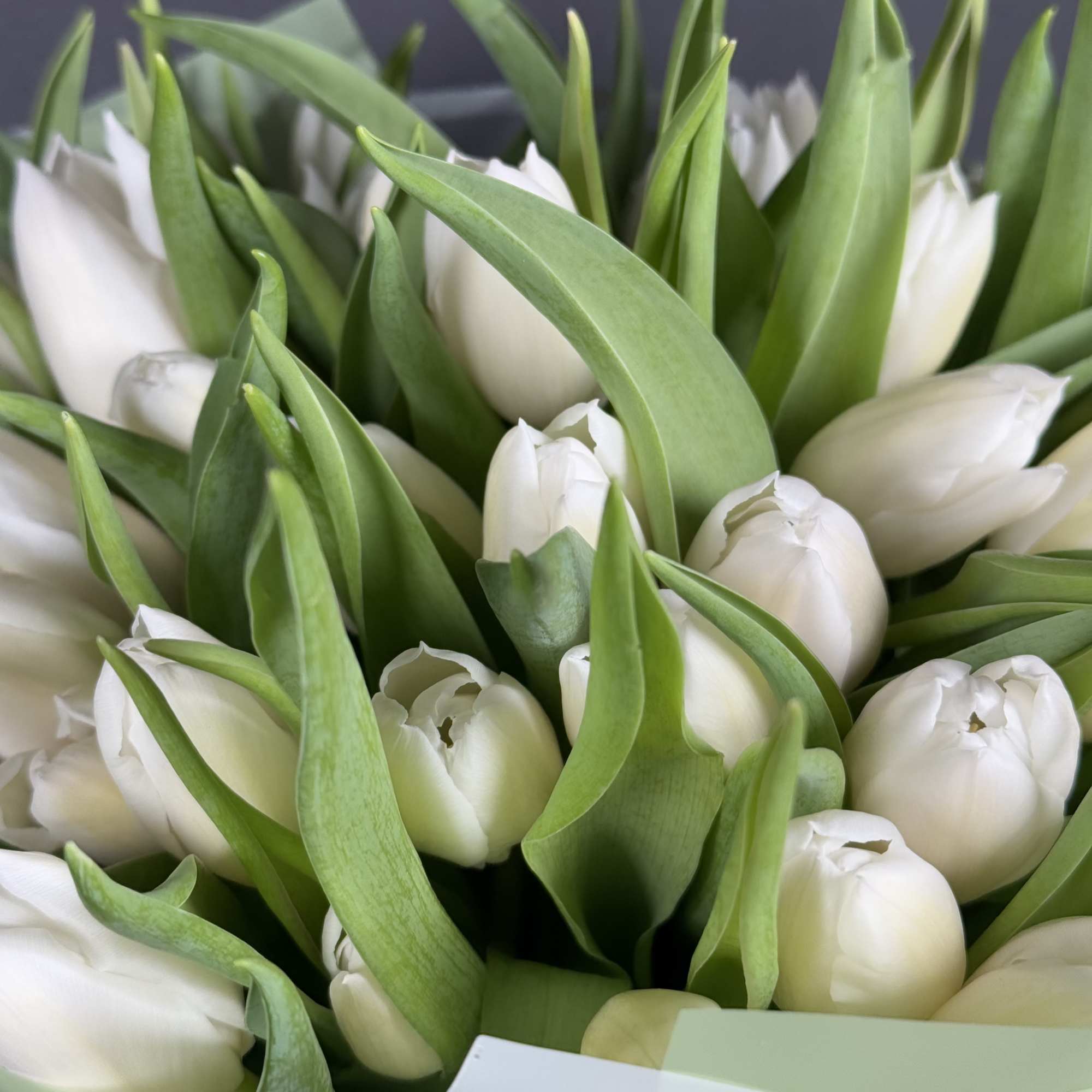 Bouquet of white tulips with green wrapping