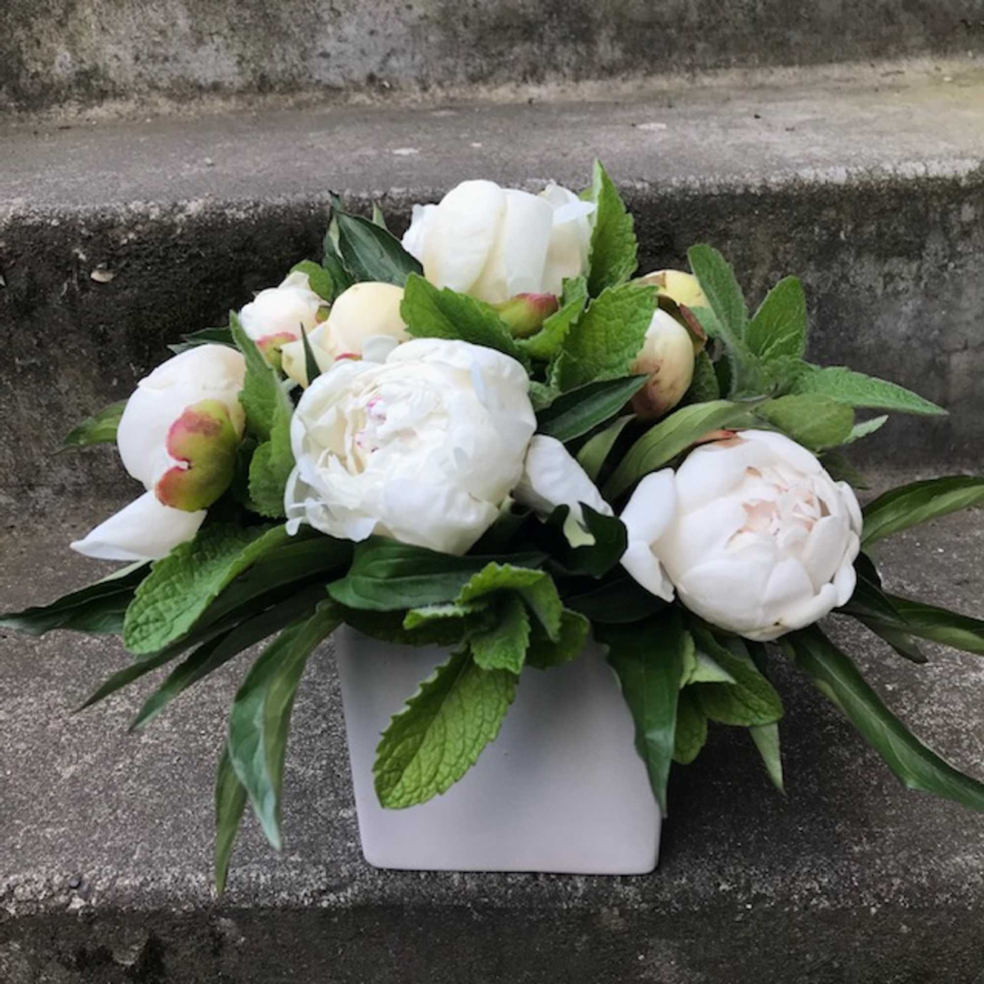 White peonies arranged in a white square vase with green foliage
