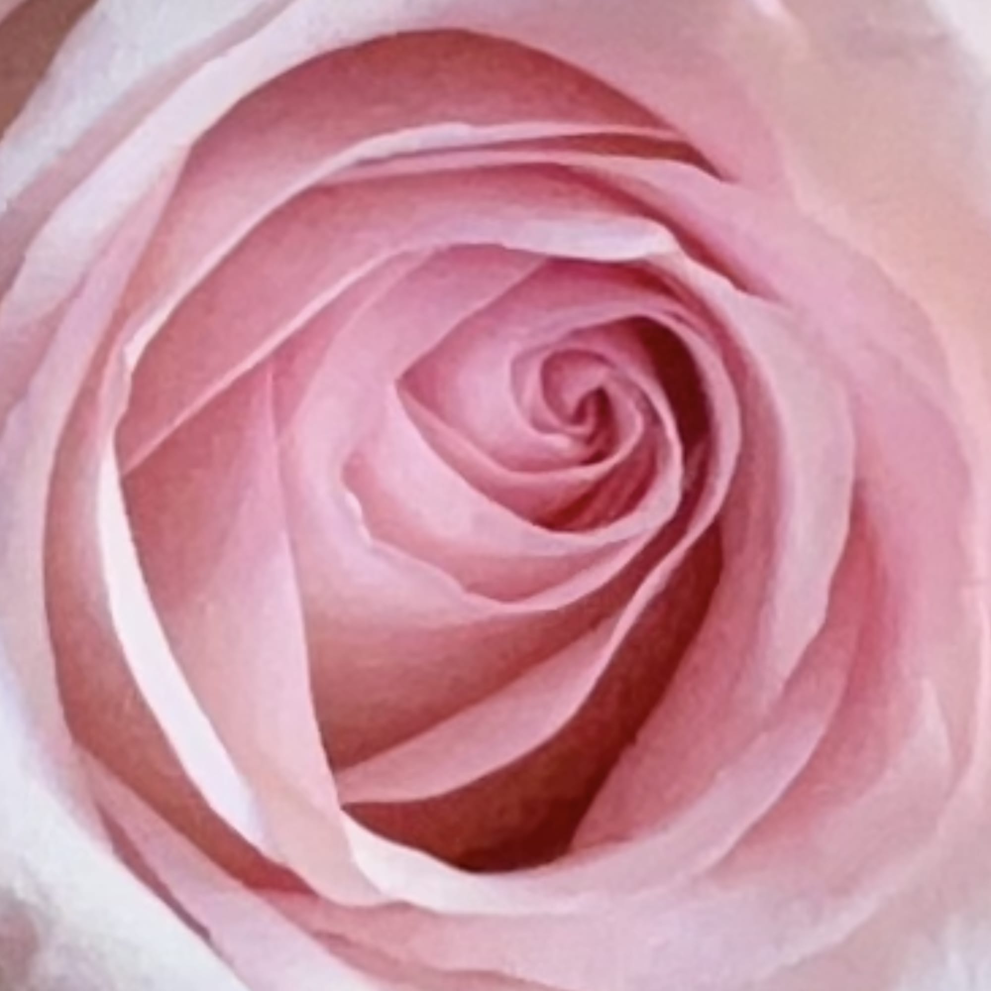 Close-up of a pale pink rose bloom