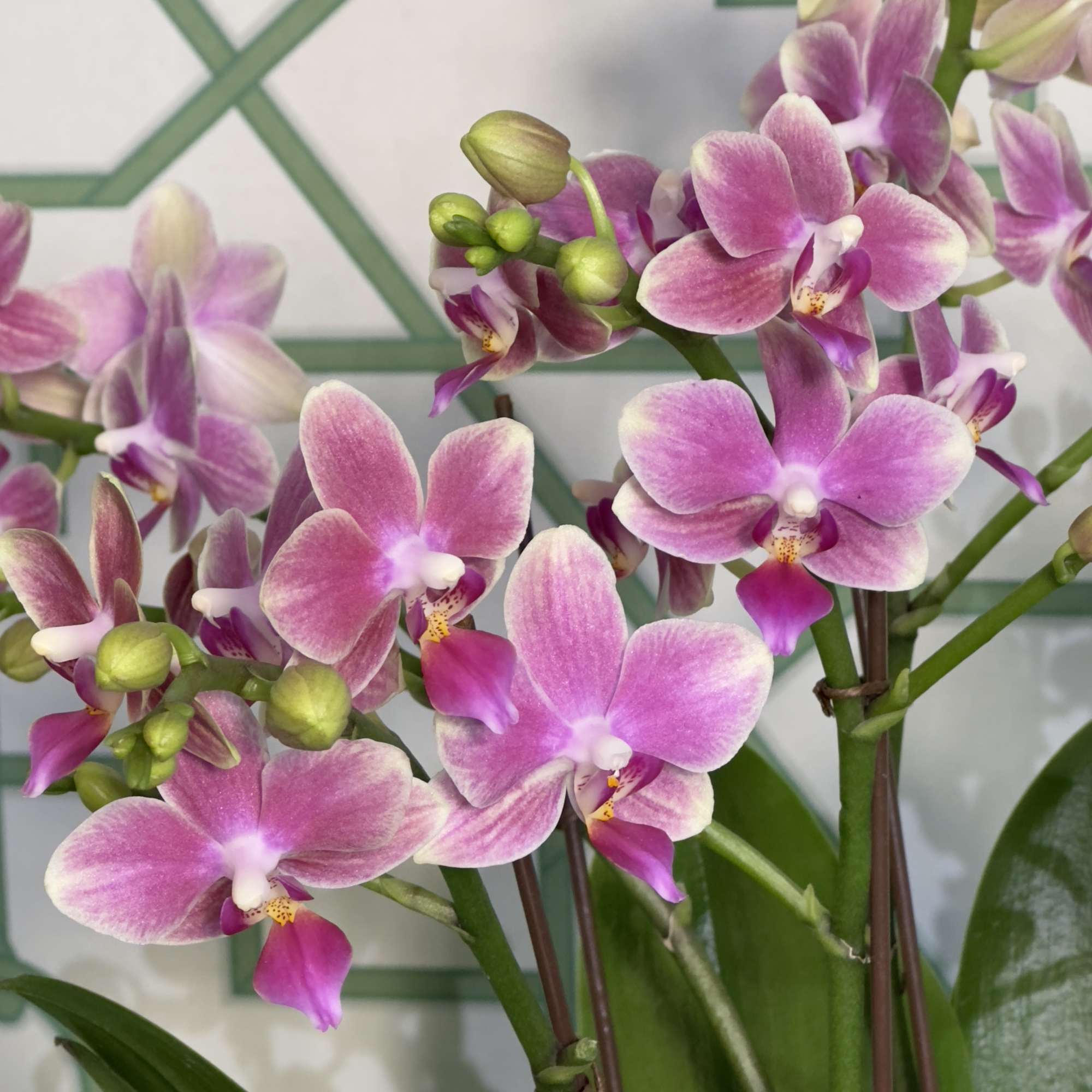 Pink and white orchids with green buds and leaves
