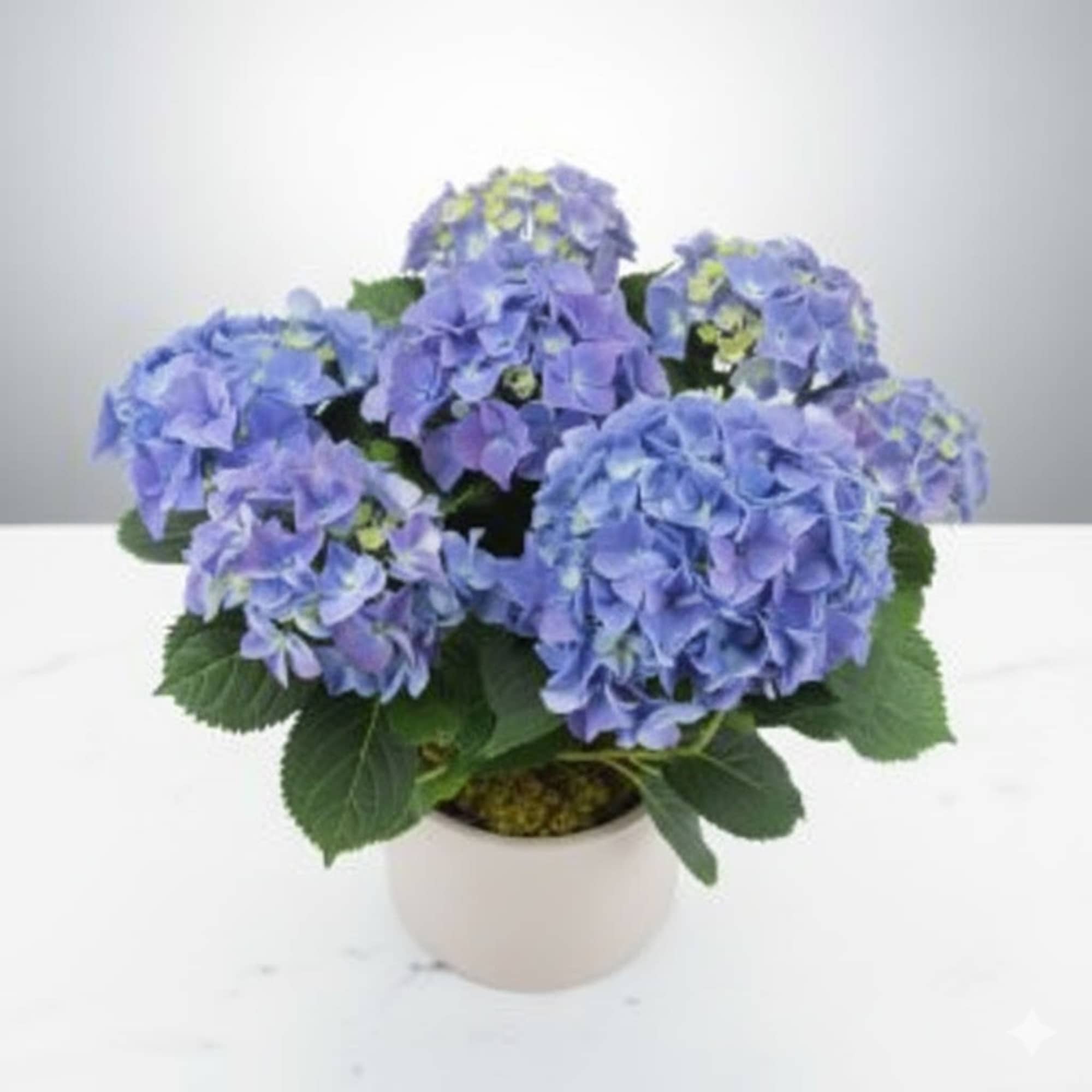  Pet Friendly?
No. Hydrangea can be toxic to cats and dogs if