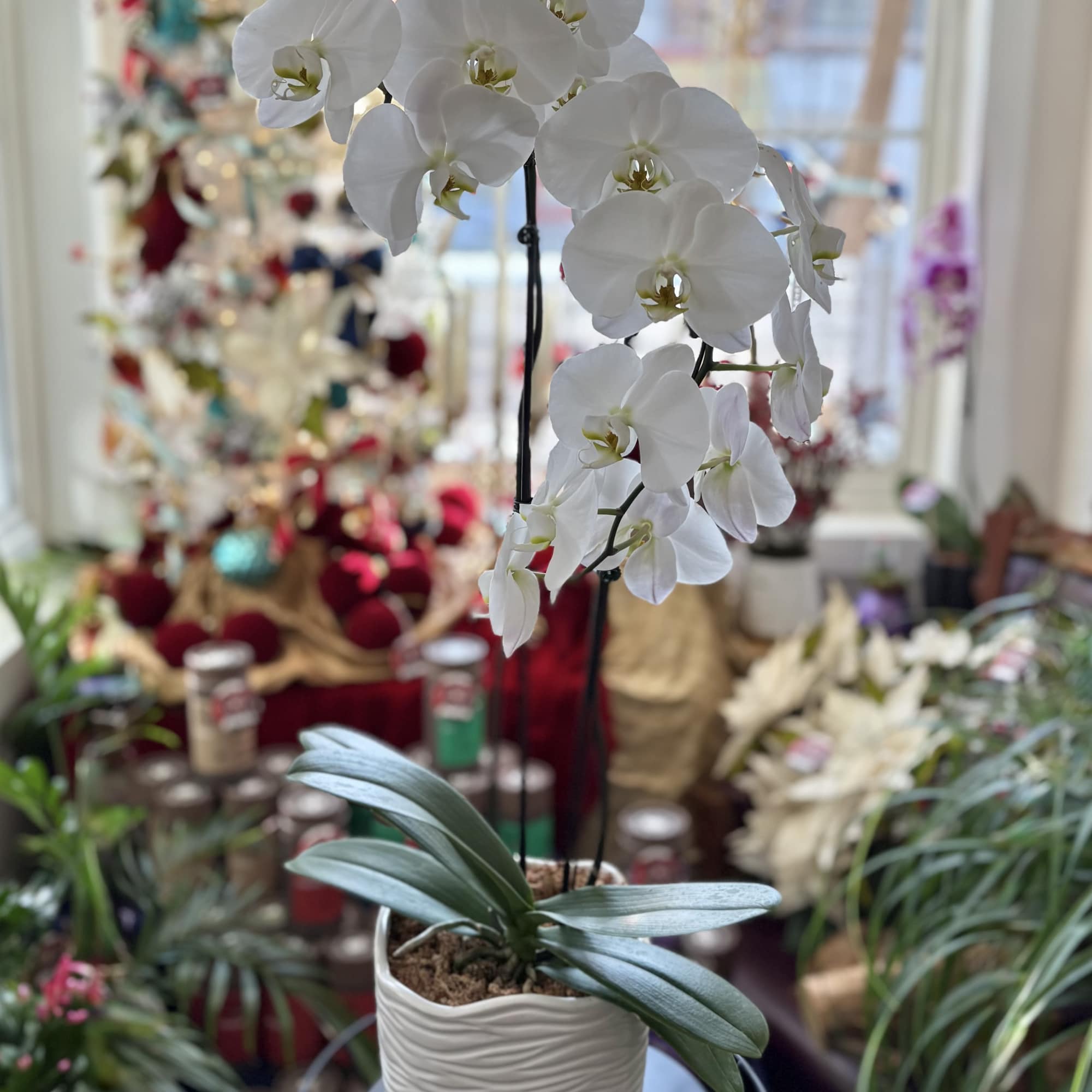 White orchid plant in a textured white pot