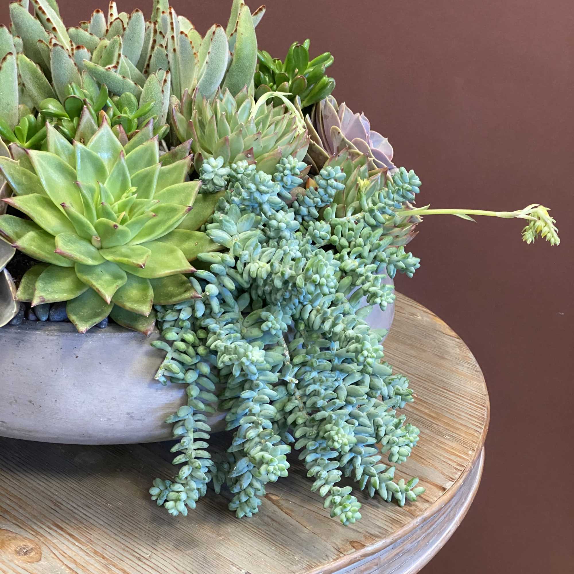Succulent arrangement in a shallow gray bowl on a wooden table