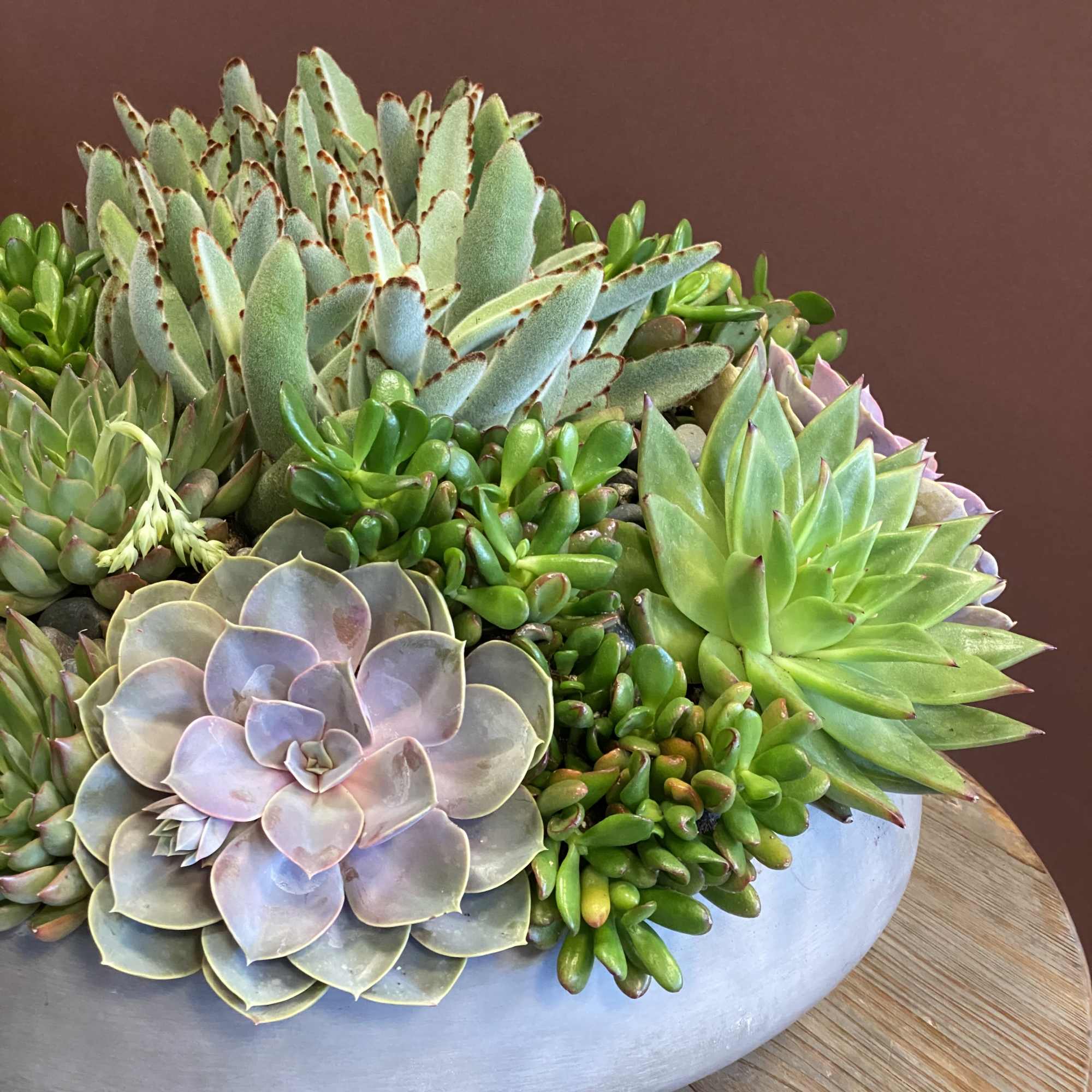 Succulent arrangement in a shallow gray bowl on a wooden table