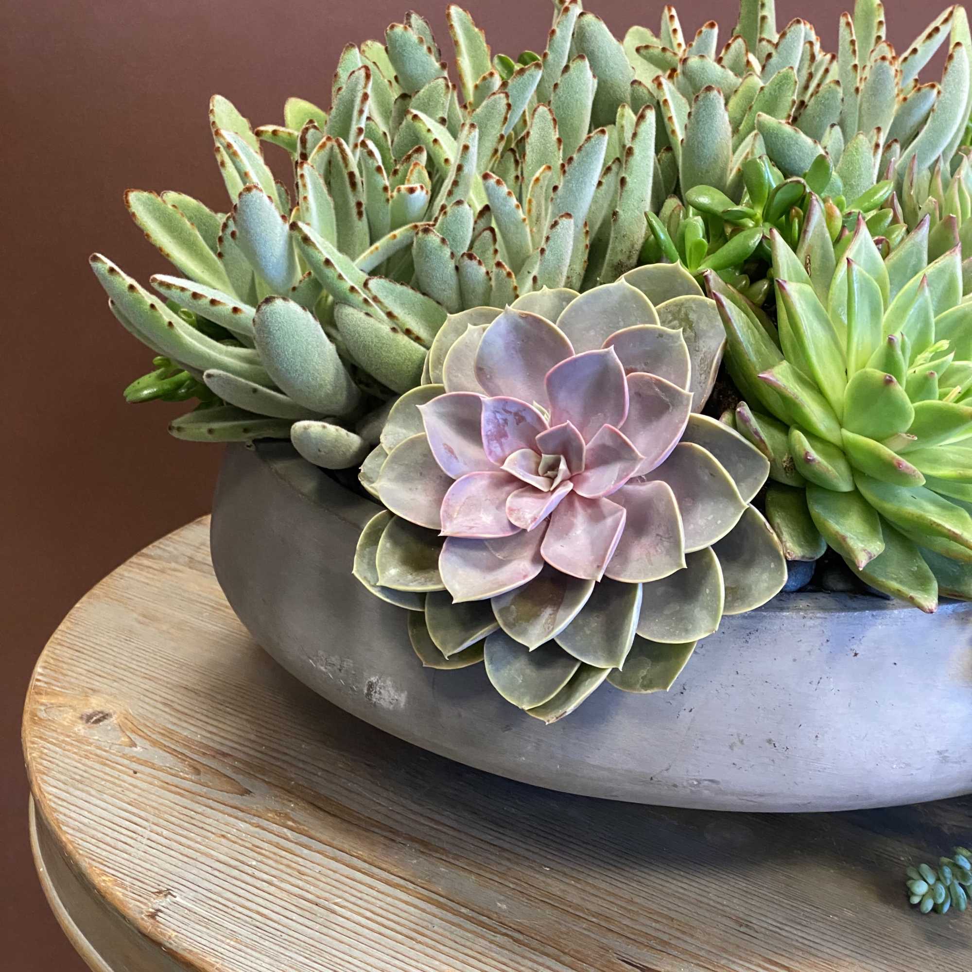 Succulent arrangement in a shallow gray bowl on a wooden table