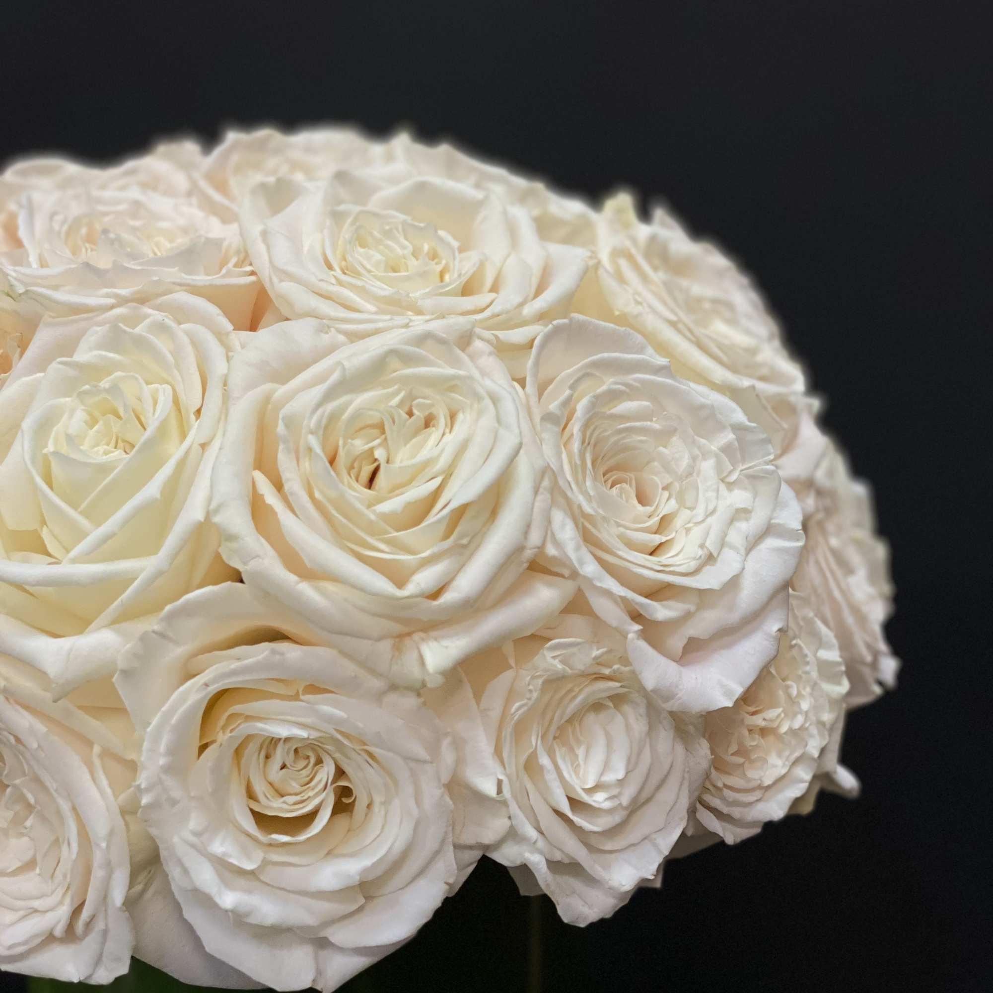 Bouquet of cream-white roses against a dark background