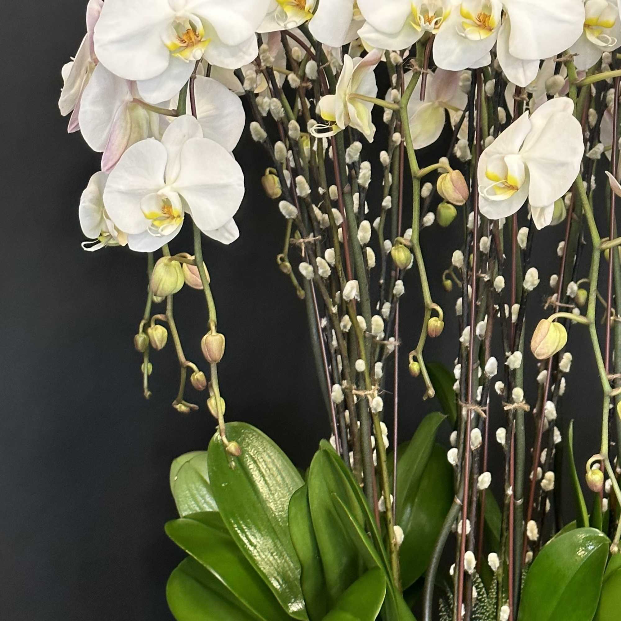White orchids arranged in a low oval planter with moss and succulents