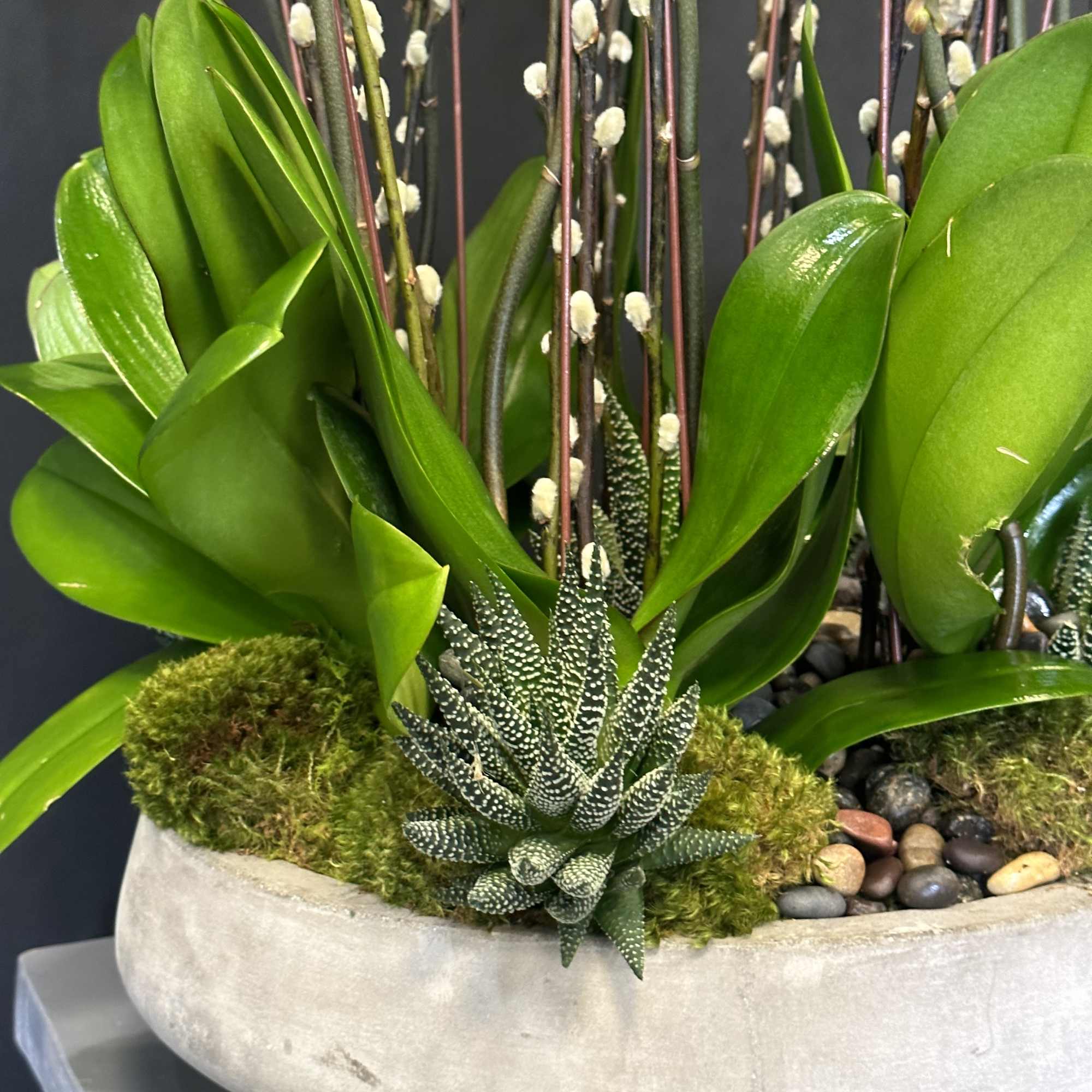 Succulent arrangement in a shallow concrete bowl with moss and pebbles