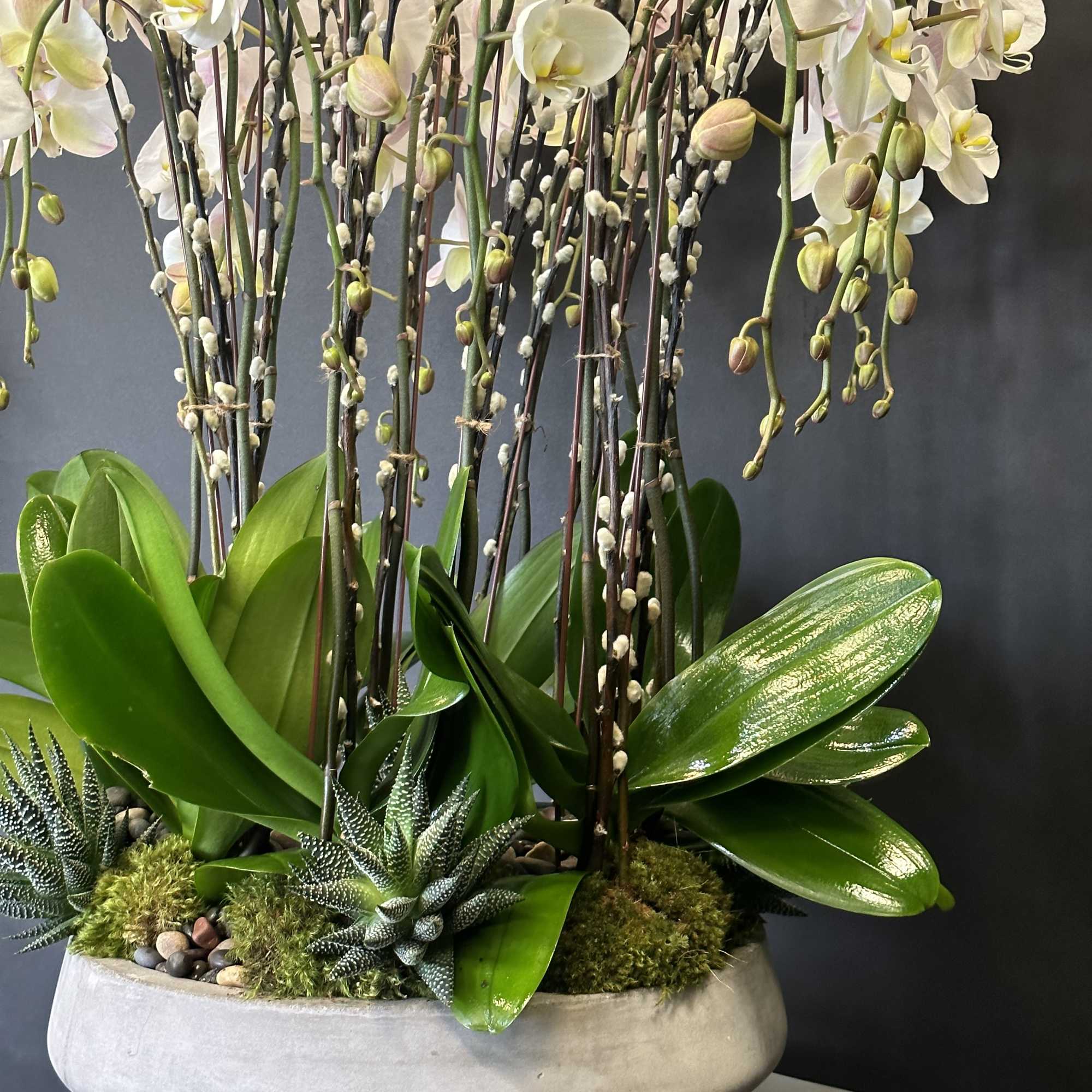 White orchids in a low gray bowl with succulents and moss