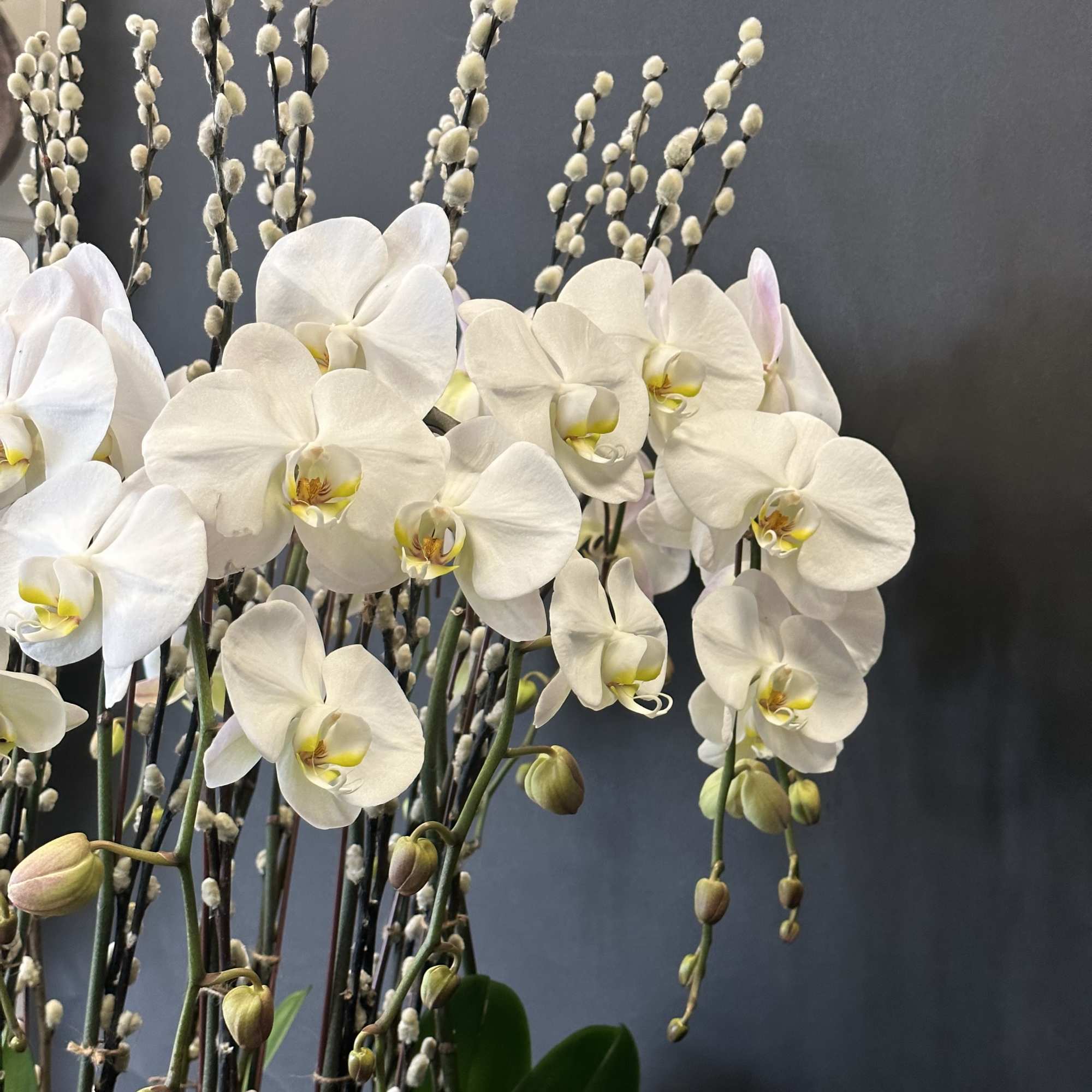 White orchids with tall pussy willow stems against a dark background